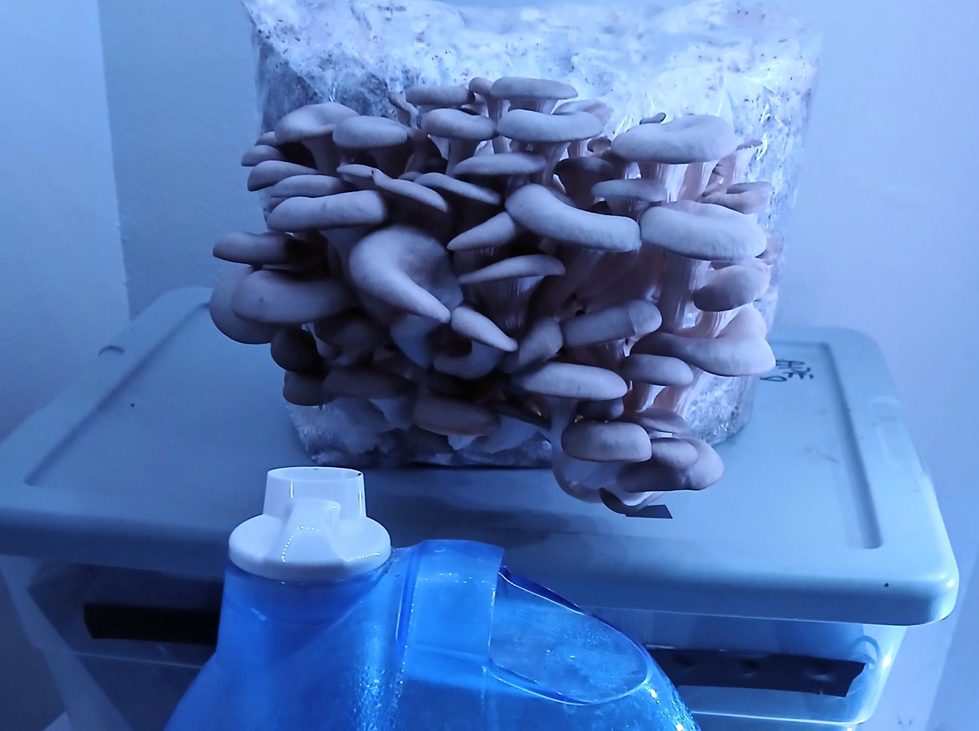 A small cool mist humidifier blowing mist toward a mushroom grow kit on a countertop