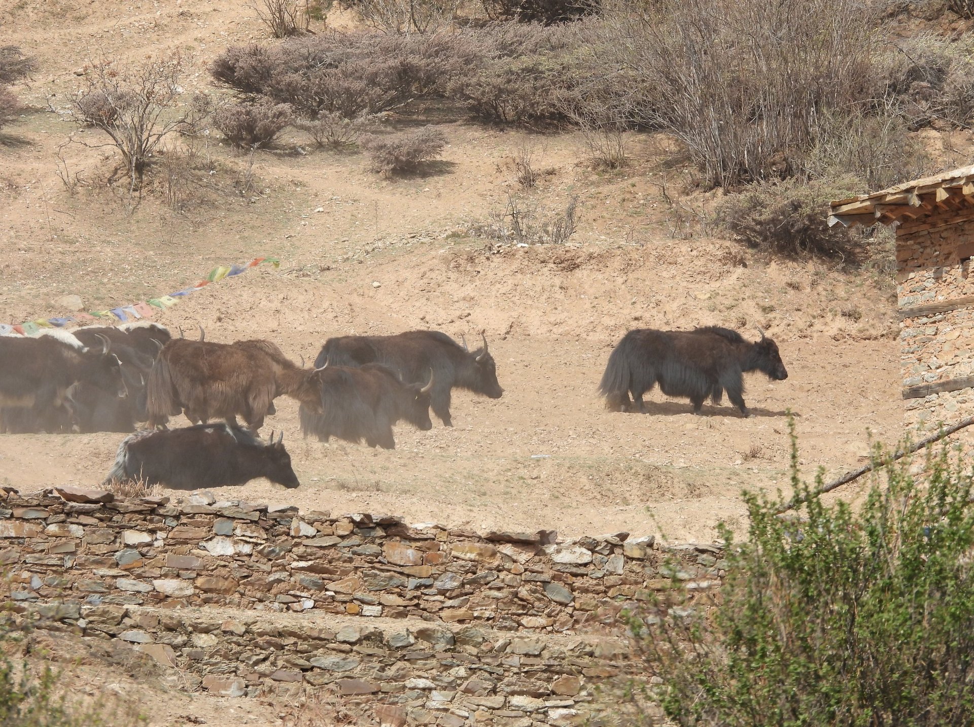 •	Galloping yaks in Dolpo – Nepal trekking Phoksundo Lake Dolpo