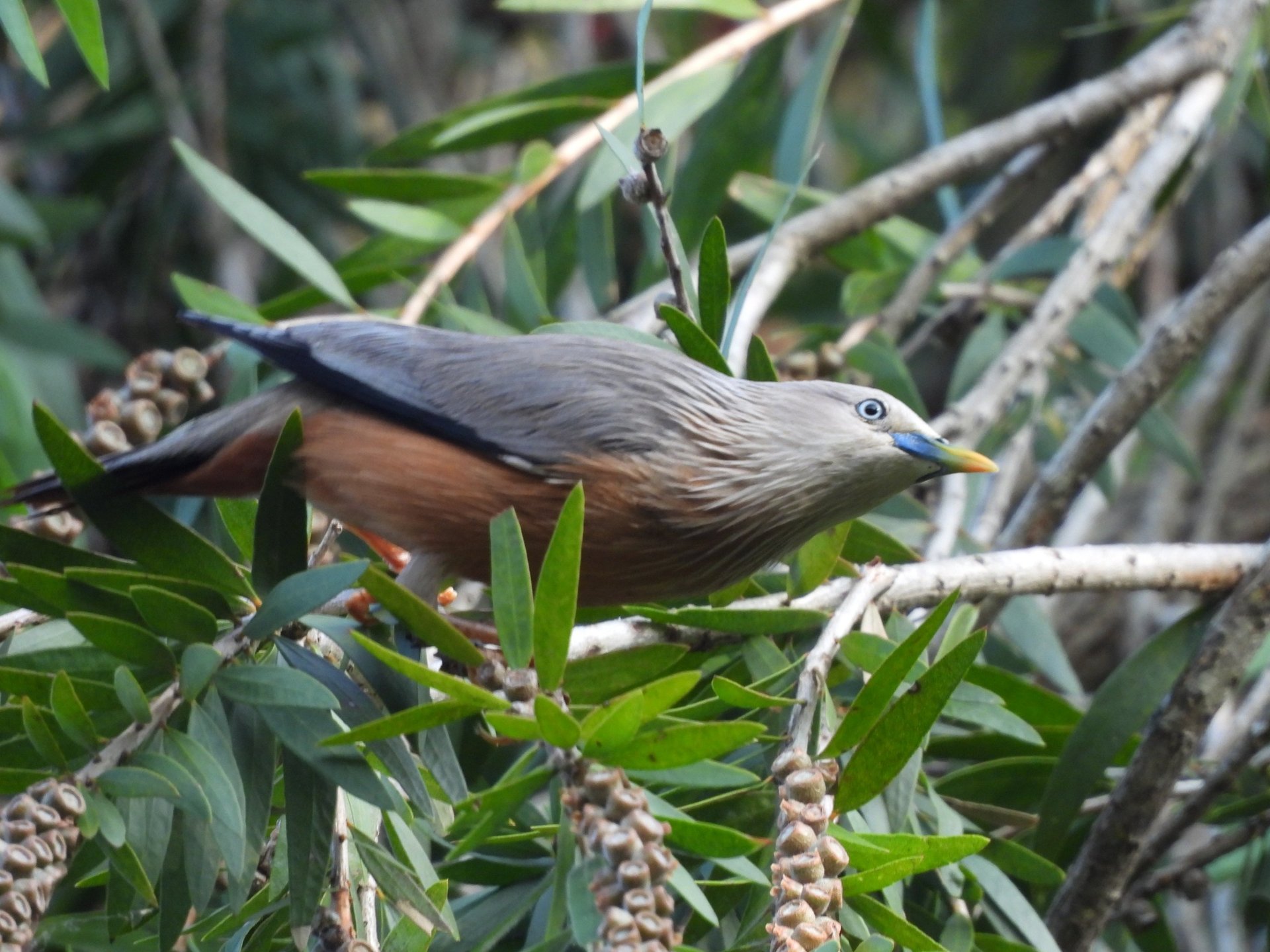 oiseau des montagnes