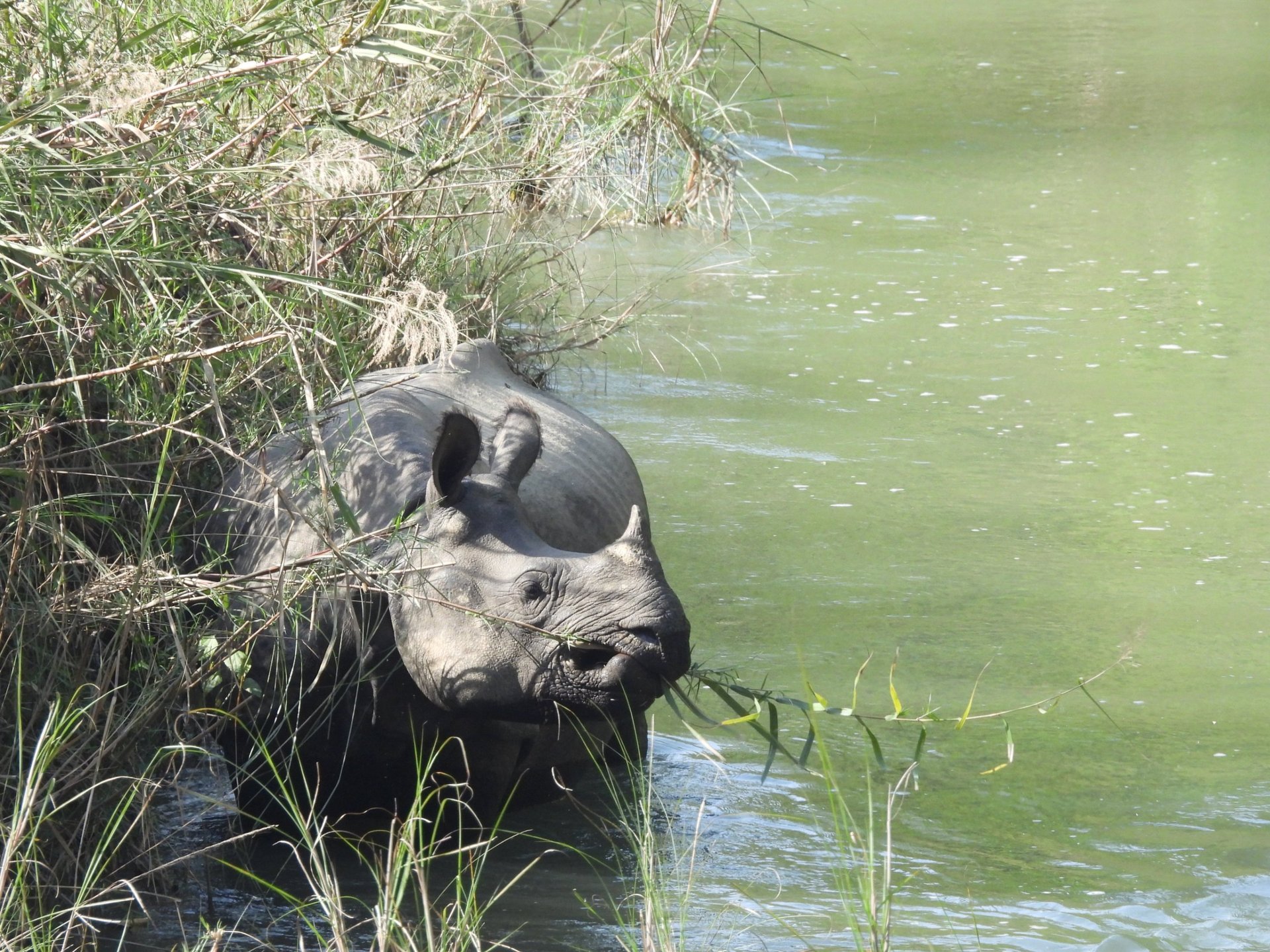 rhino eating in the bardiya river