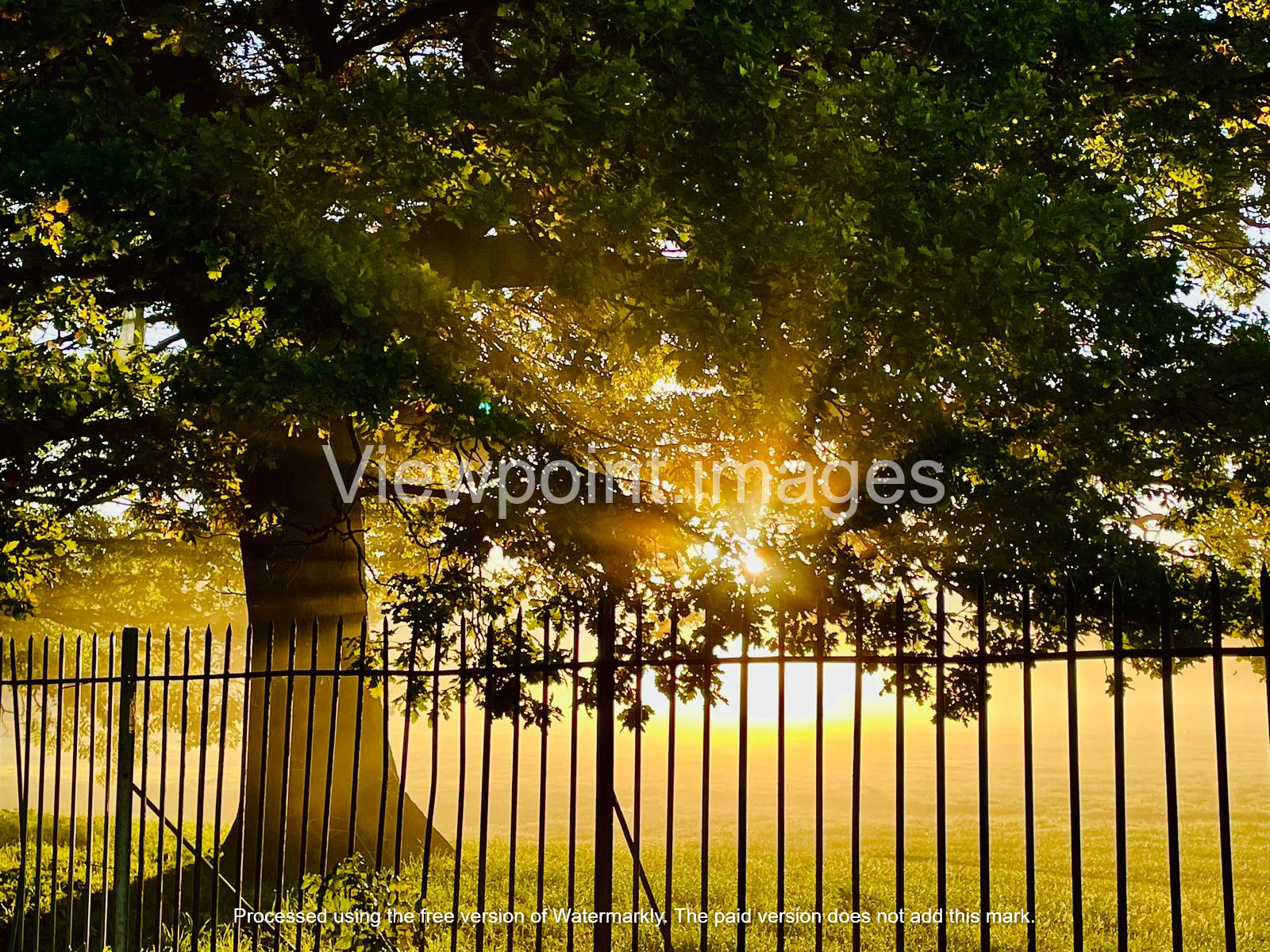 Golden sunrise sunlight glowing through lush green tree leaves behind a black metal wrought iron fence.