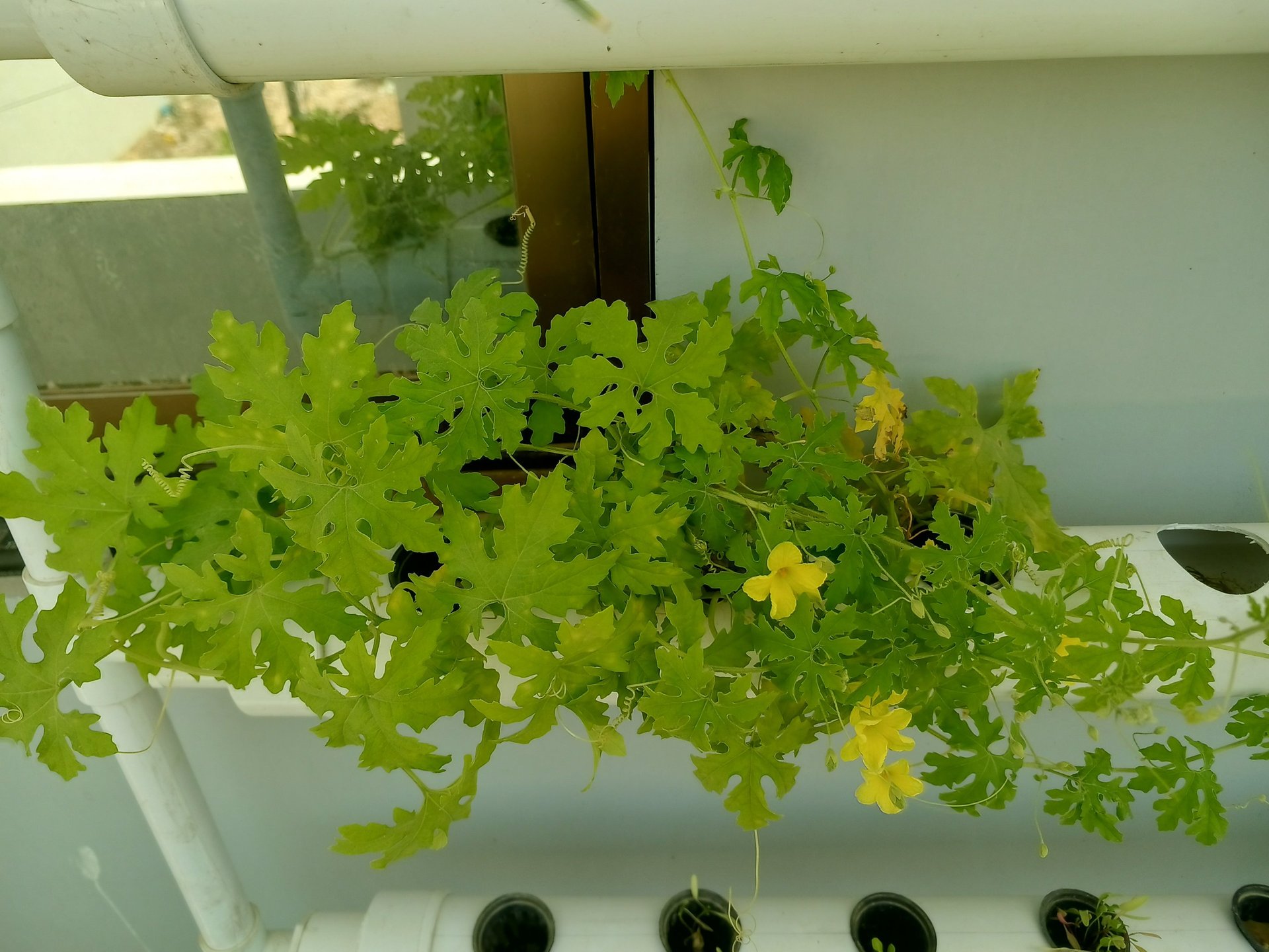 Hydroponic starter kit