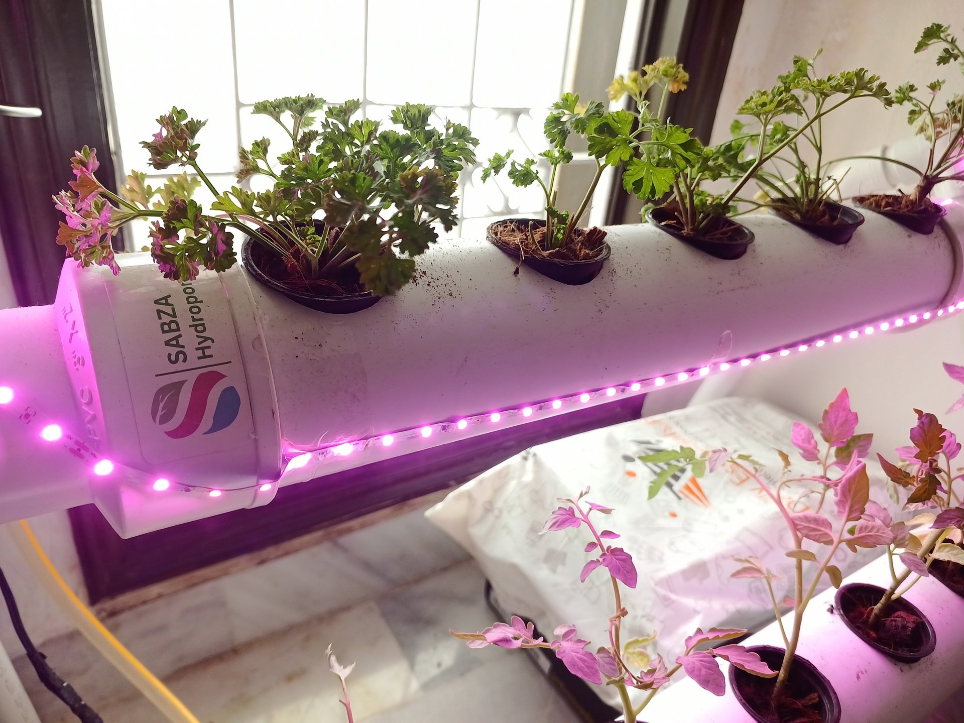 hydroponics in pakistan