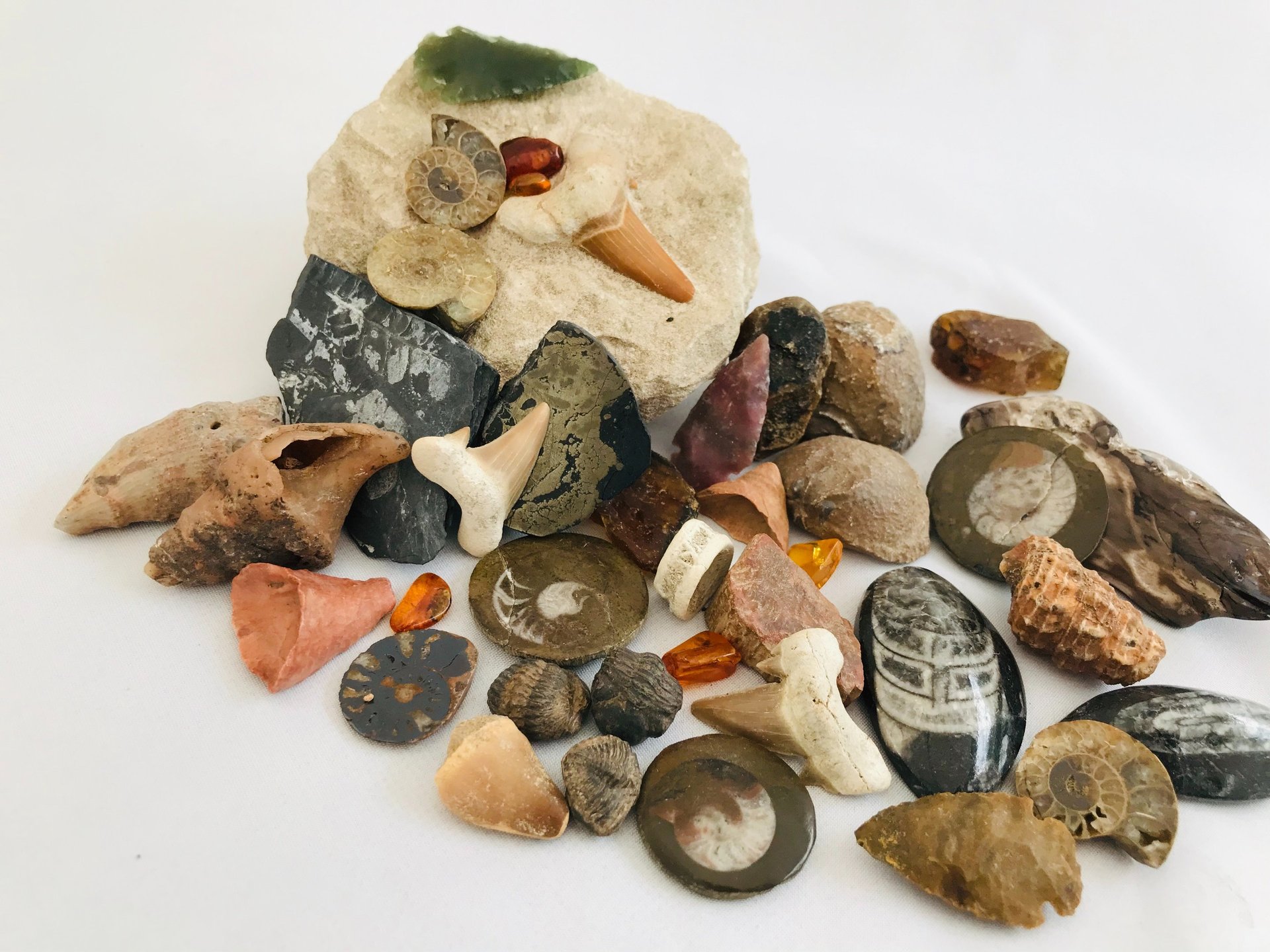 Fossils, Crystals, Minerals, Precious Stones, Shark Teeth, Trilobites, Ammonites, Goniatites