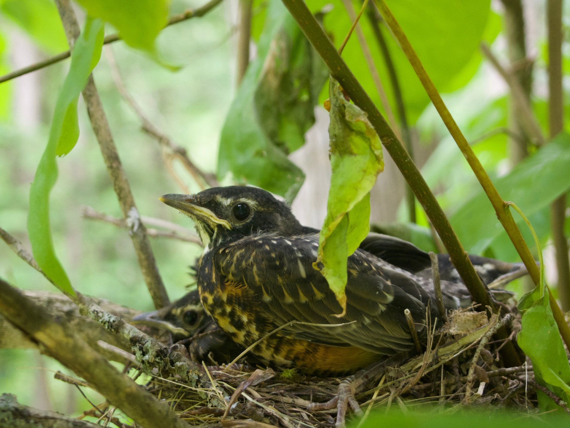 three robin fledglings in a nest in a tree