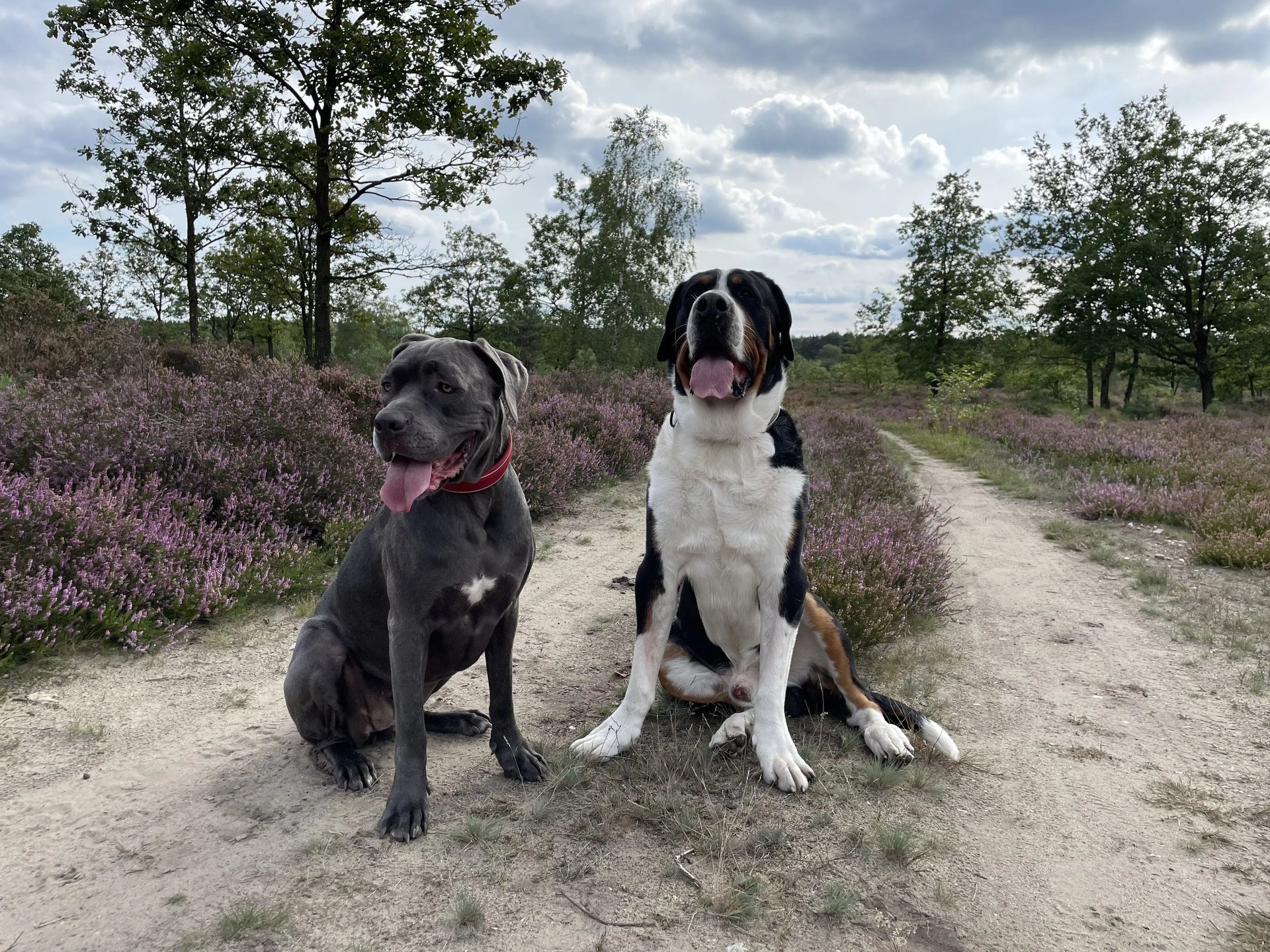 Hunde von Denise Balazs - Ernährungsberatung für Hunde in Bispingen