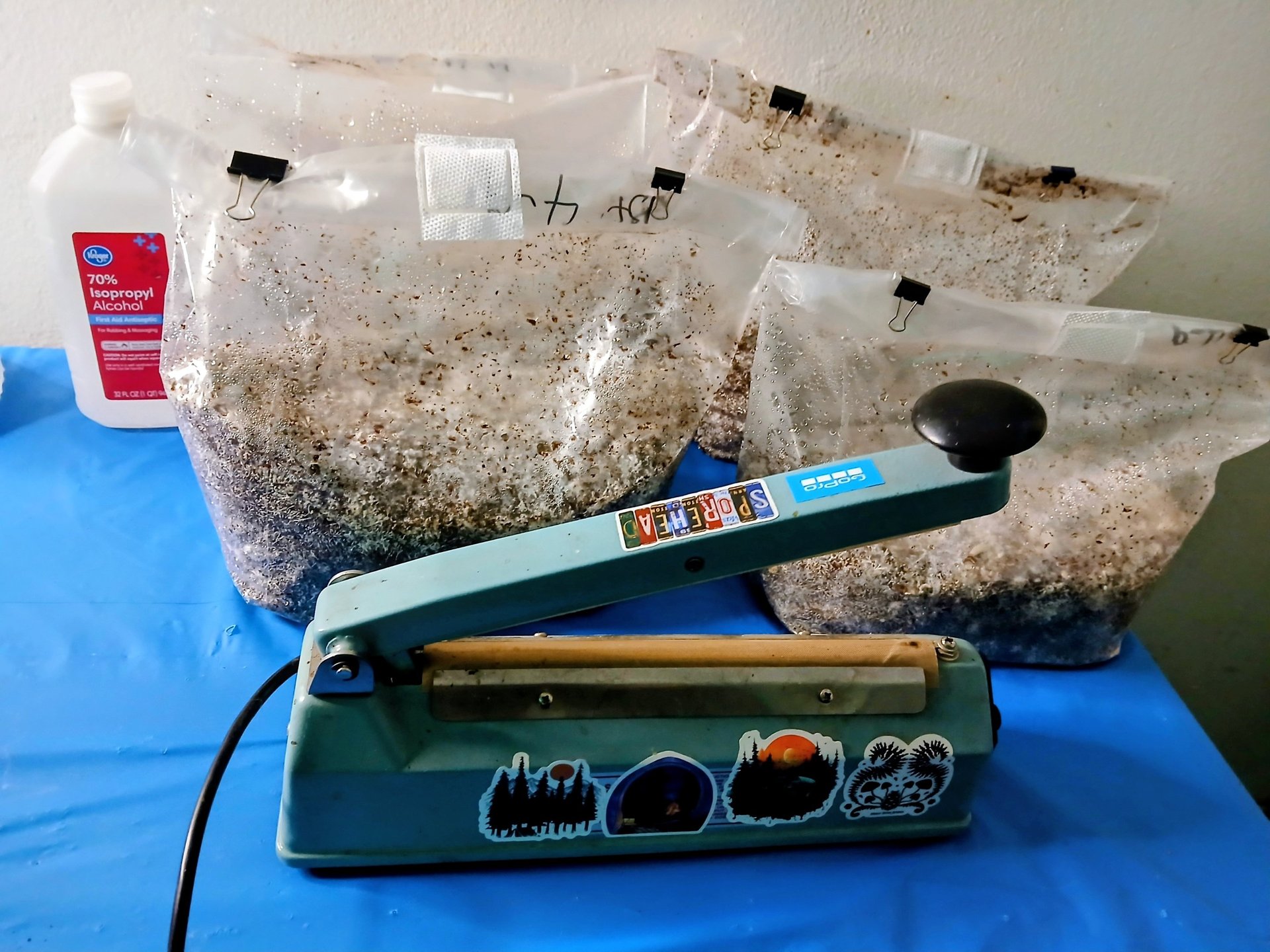 impulse sealer in front of two mushroom fruiting blocks