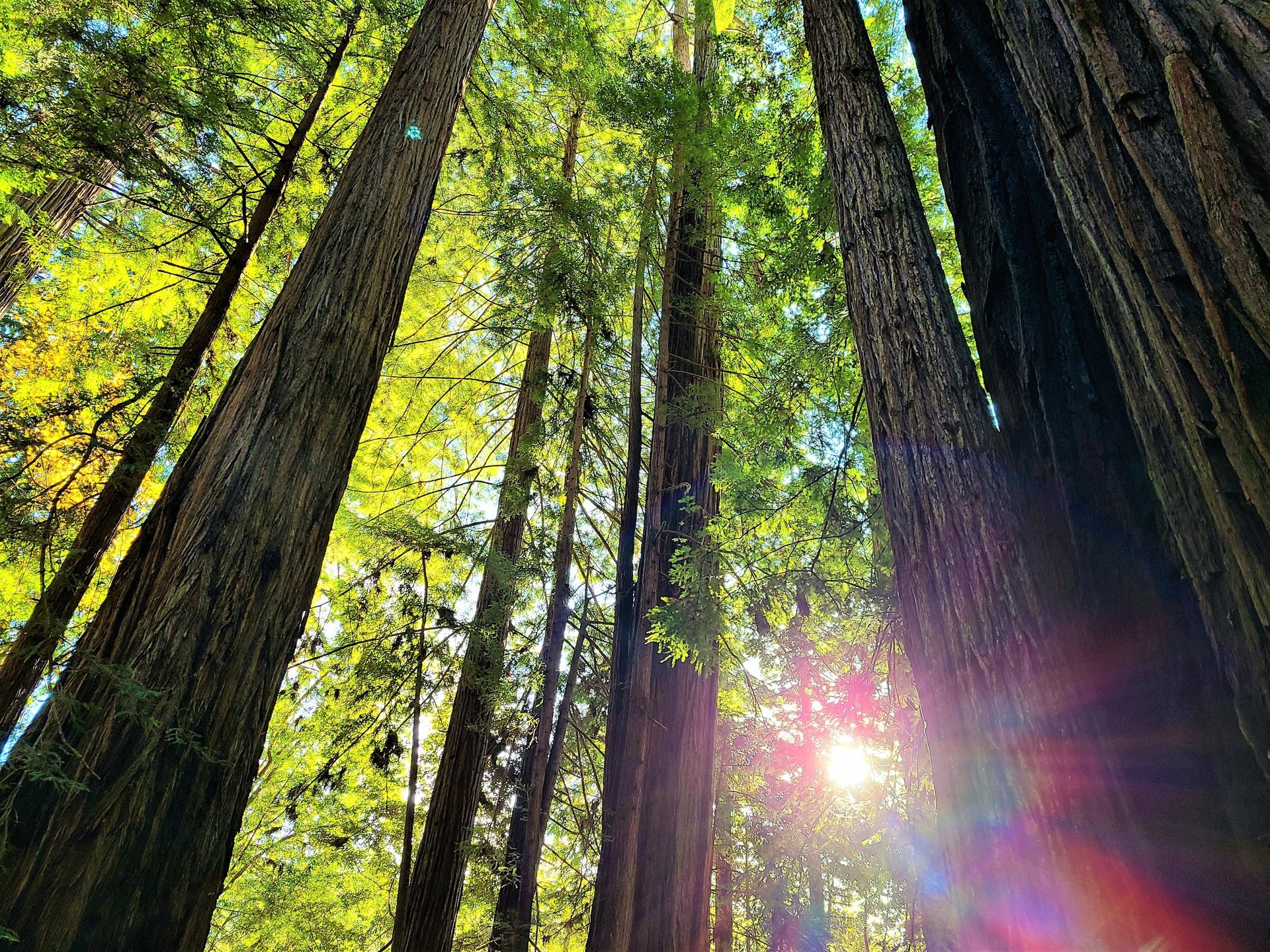 redwood national park, redwoods, fern canyon