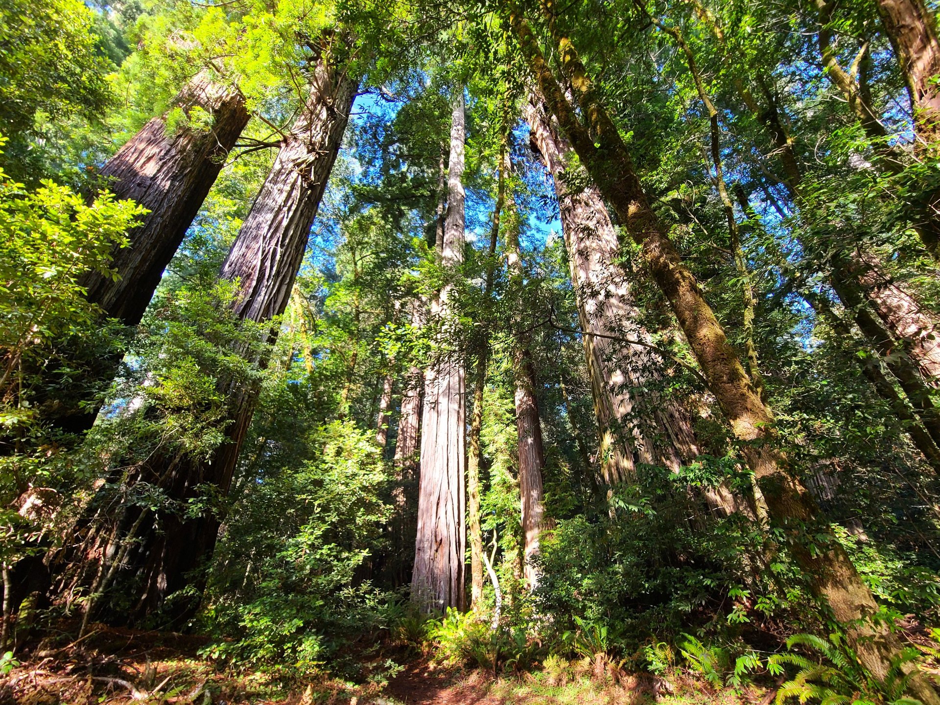 redwood national park, redwoods