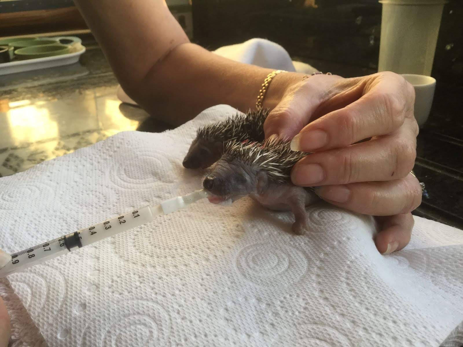 Hand-feeding a rescue baby hedgehog with a small syringe for wildlife rehabilitation and care.