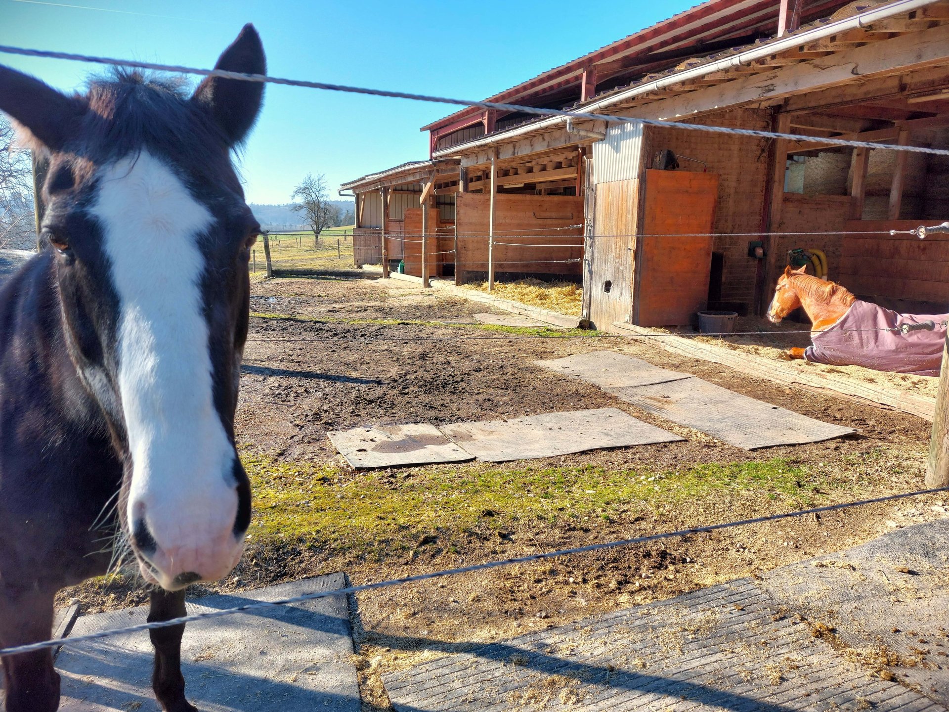 Stabulation individuelle