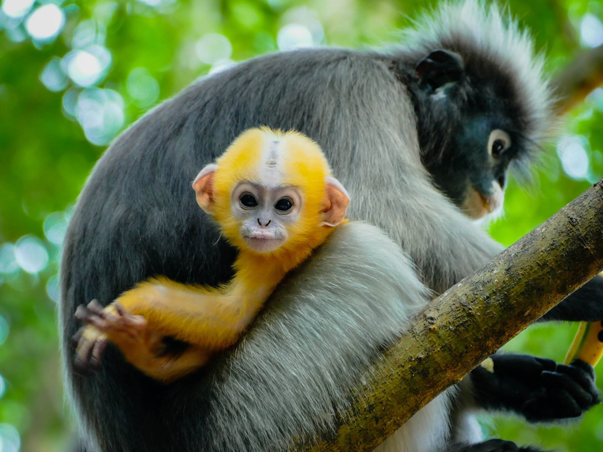 Singe Langur, singe à lunette, Chumphon