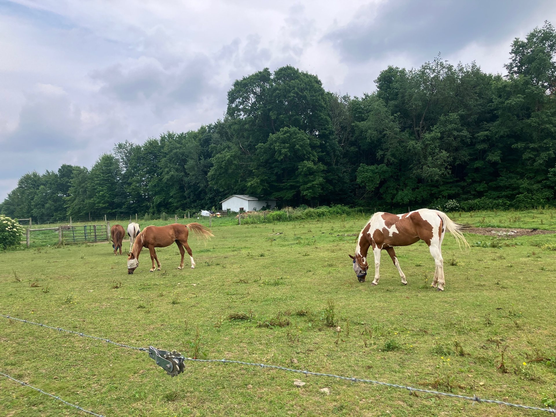 Several horses, including a paint horse, grazing in a green pasture near a forest under a cloudy sky.