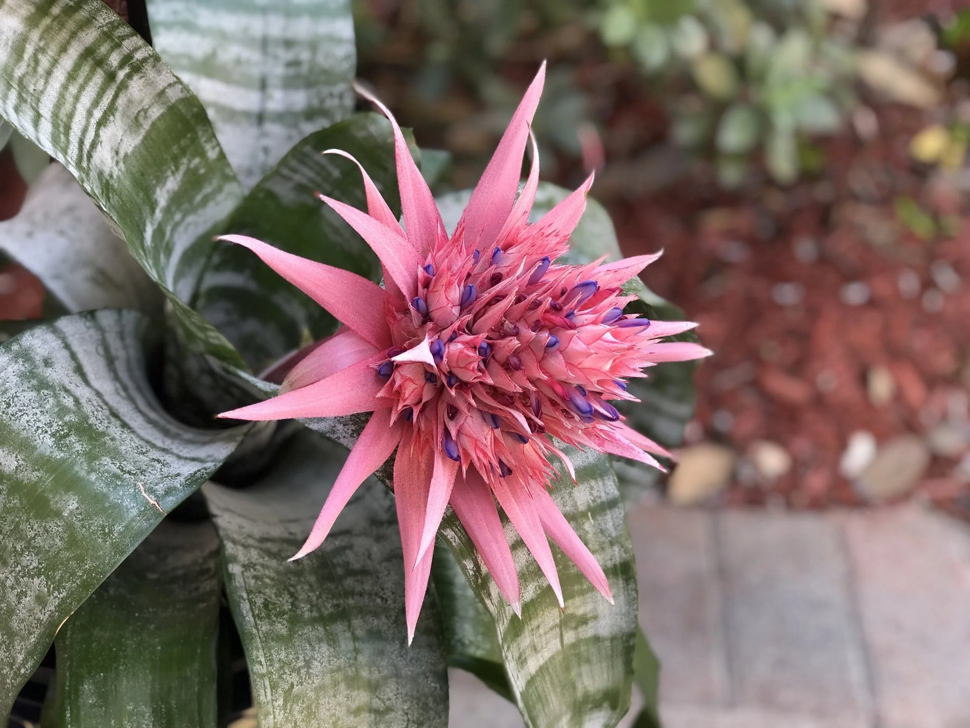 photo: a bright pink spiky flower emerging from a green snake plant
