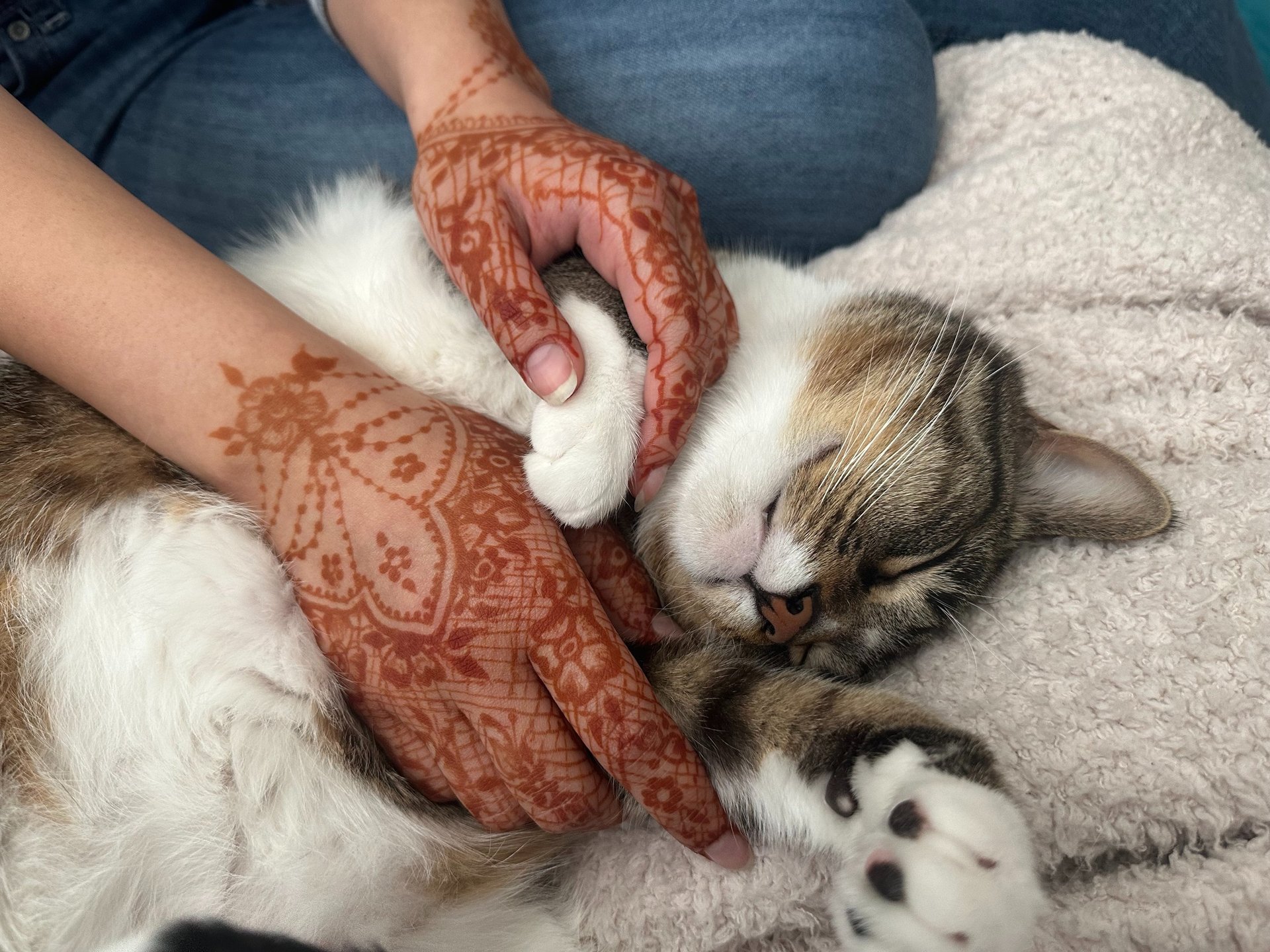 a sleeping tabby cat having his belly and paw pet by a girl with lacy henna designs on her hands