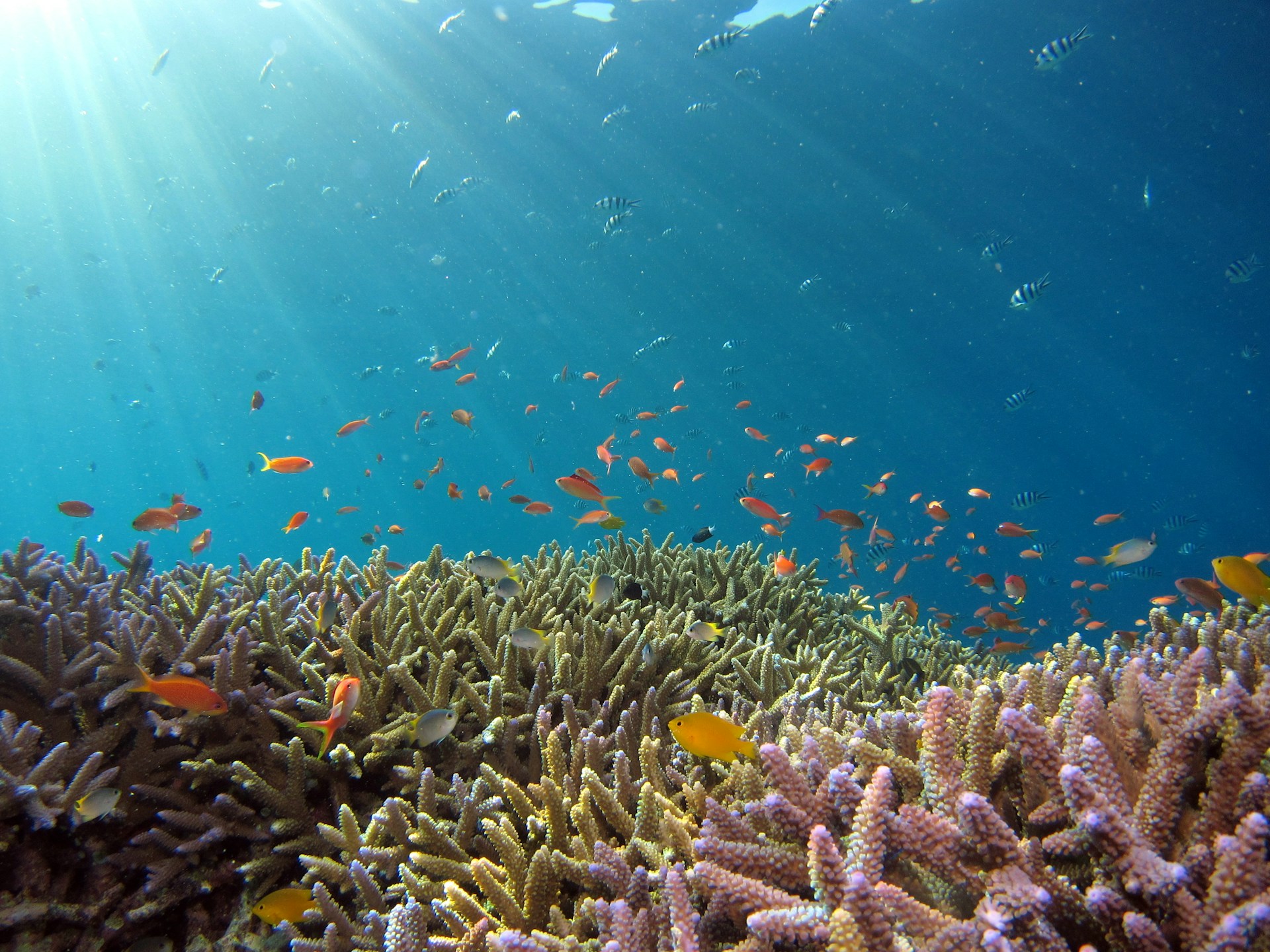 Coral Reefs: The Earth’s Immune System and Why Their Survival Matters