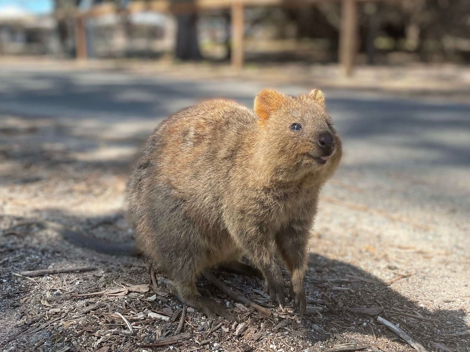 El quokka es el animal mas feliz del mundo