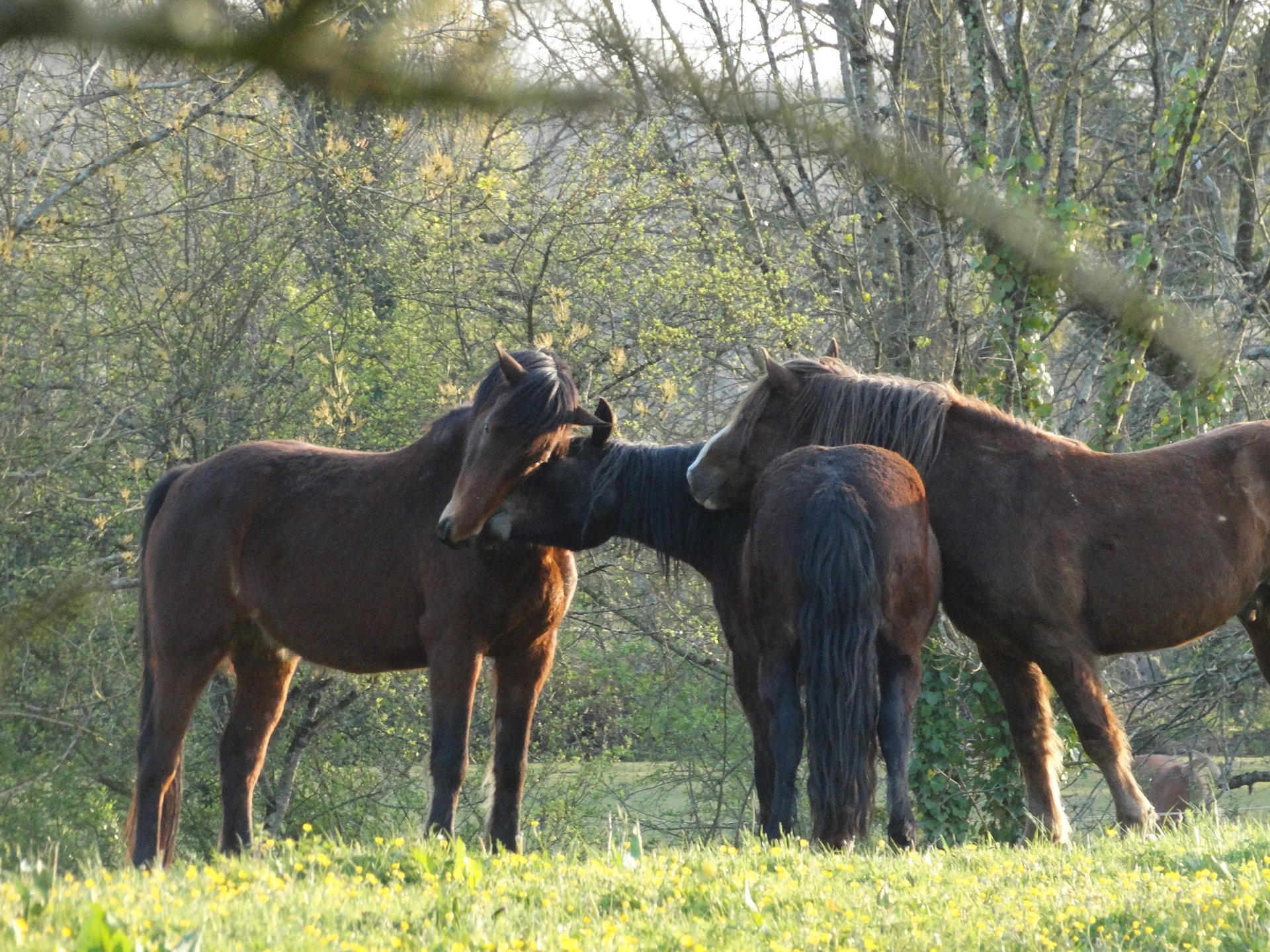 trois chevaux d'équithérapie se renifflant l'un à la tête sur le dos de l'autre
