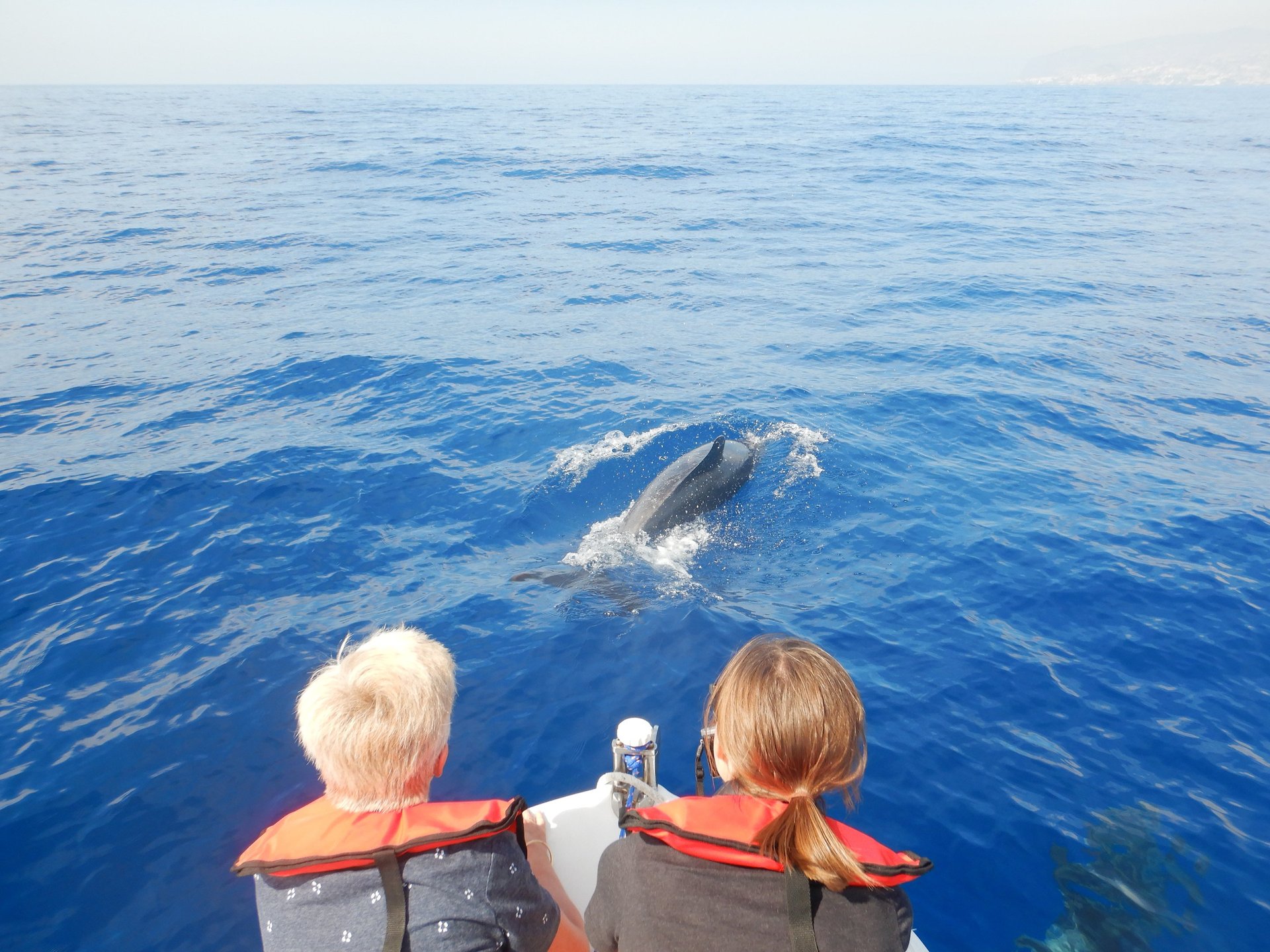 Two people on a speedboat watching a dolphin swim just ahead of the bow in Funchal, Madeira.
