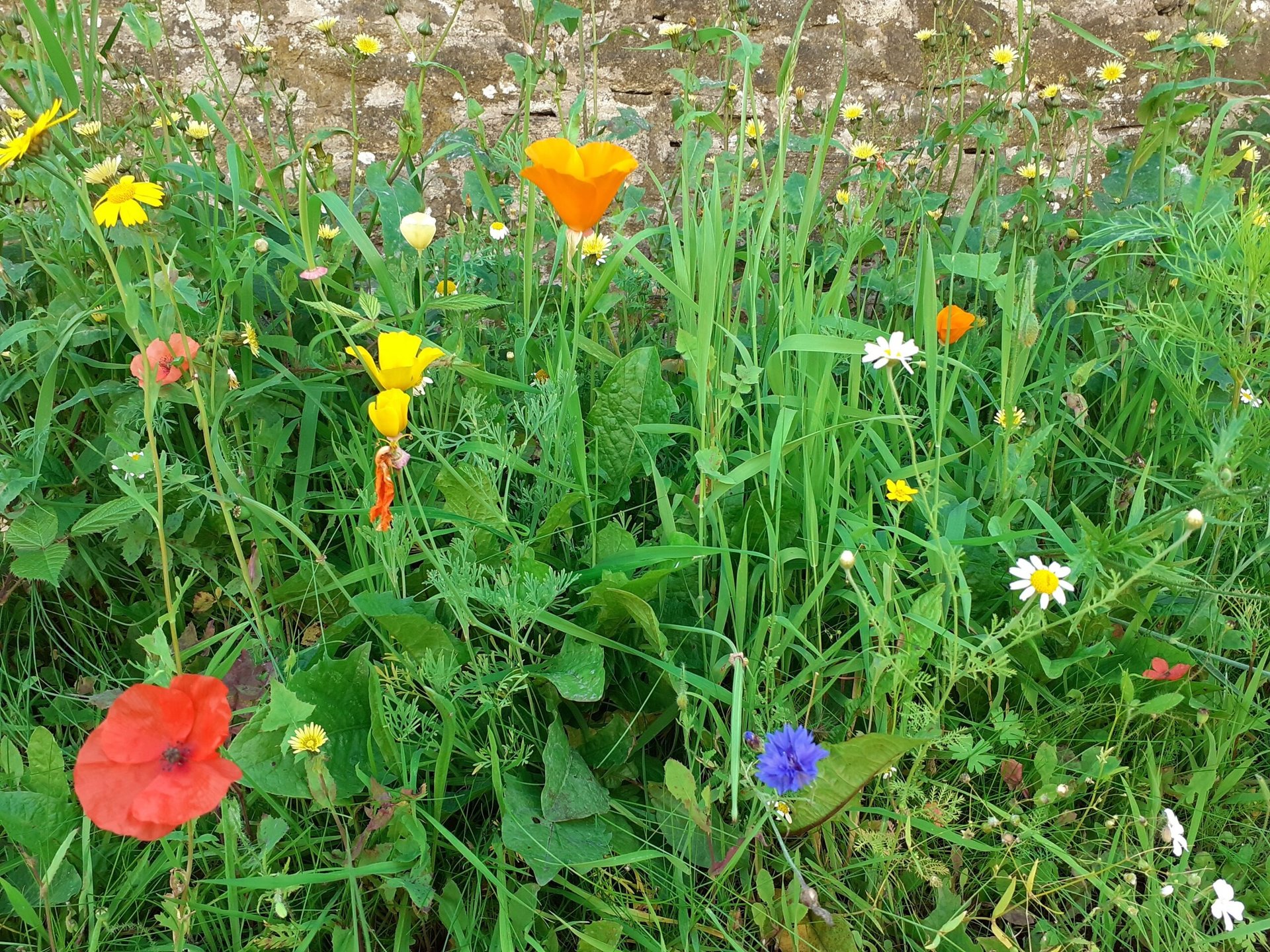 Cornflower