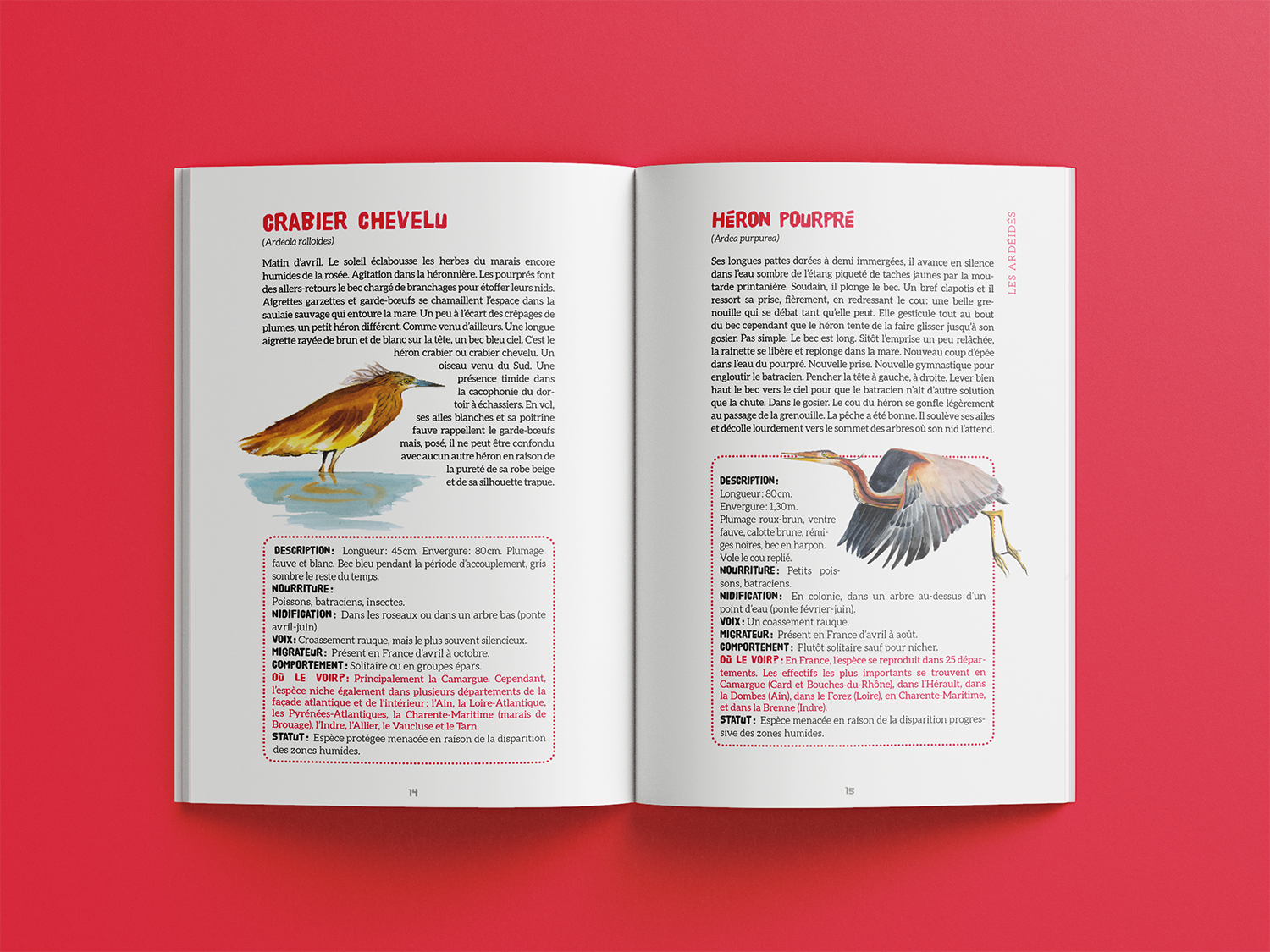 Présentation du crabier chevelu et du héron pourpré illustrés par Hélène de Saint-Do