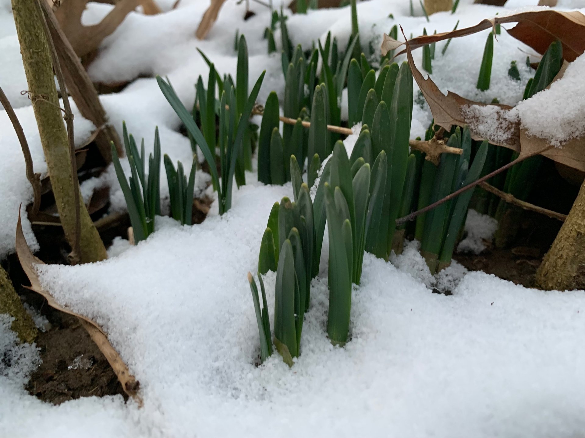 Daffodils (Narcissus) sprouting through snow at Mallow Rose Cottage, Spring 2023