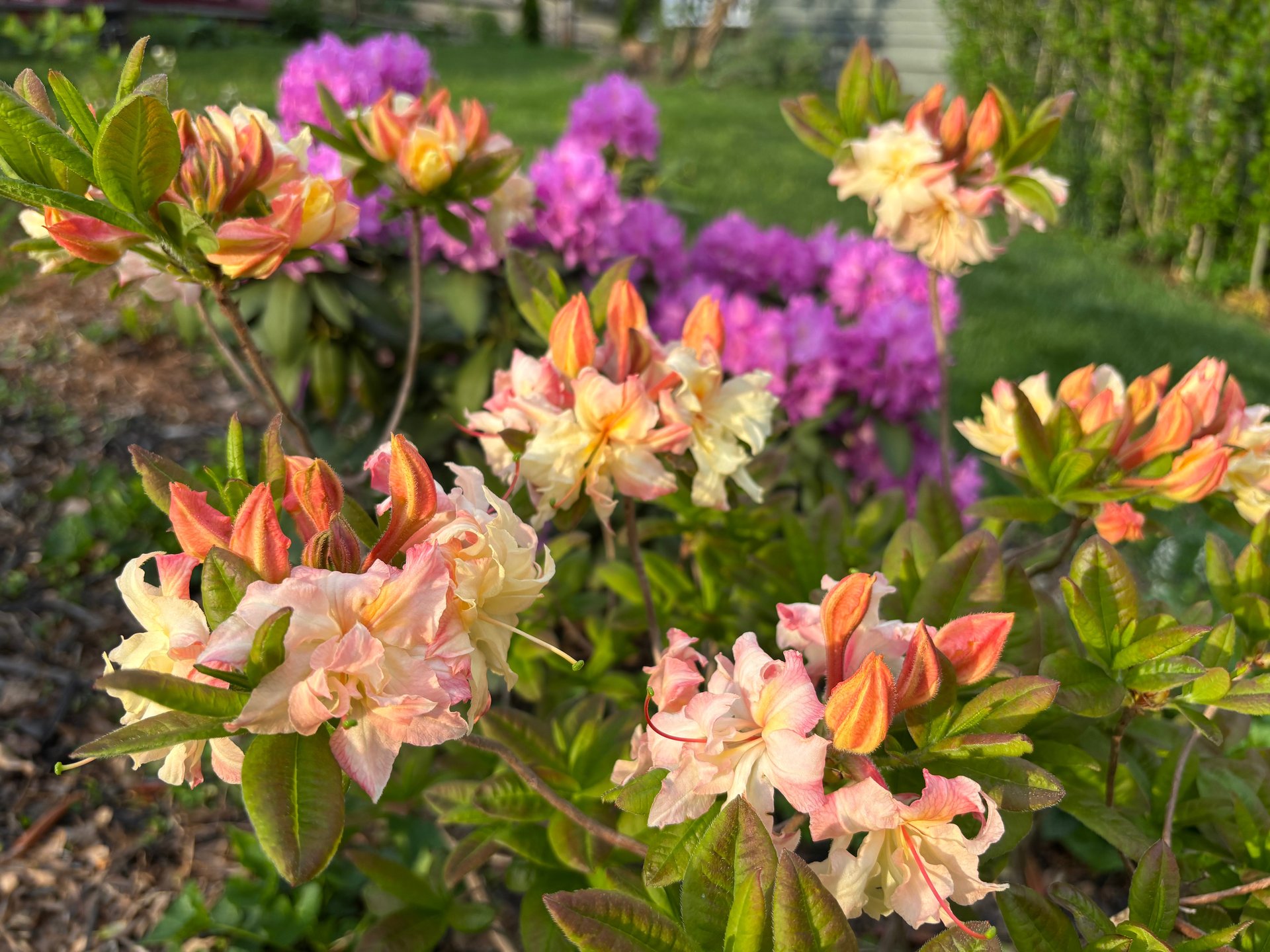 Azaleas and Rhododendron at Mallow Rose Cottage, Spring 2025