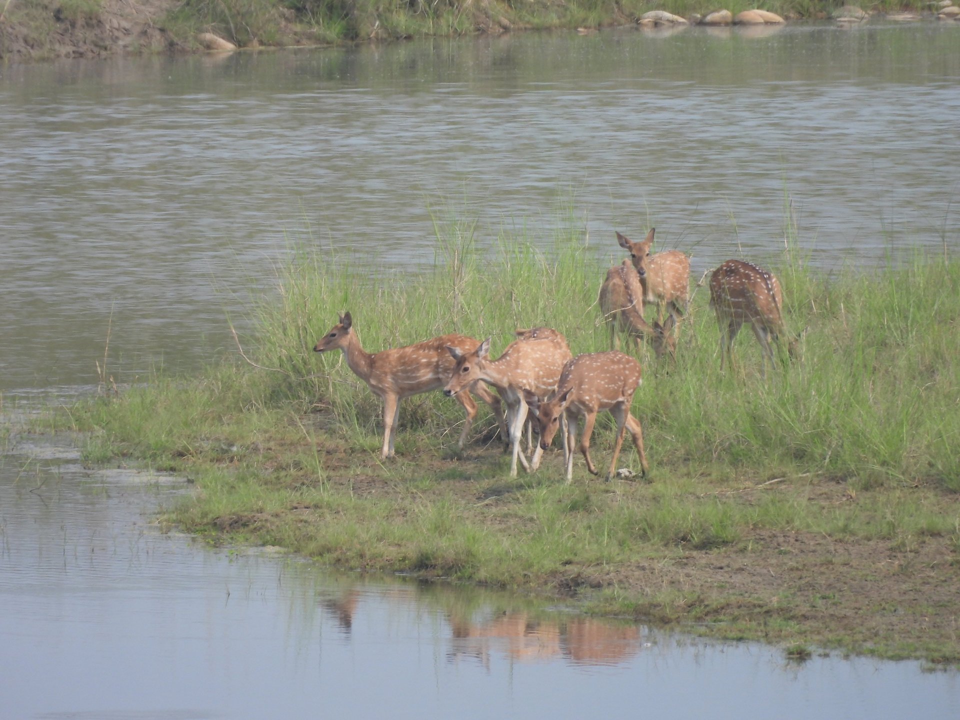 spotted deers near mohana river