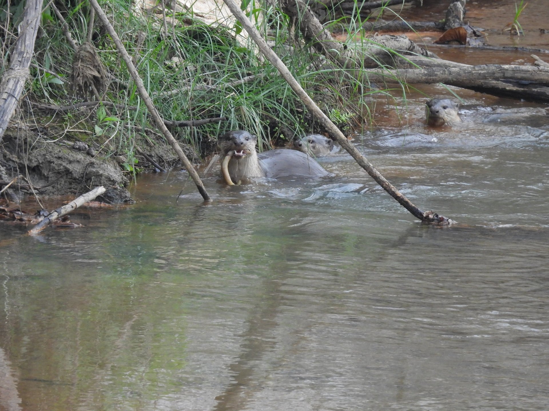 otters fishing in Bardiya