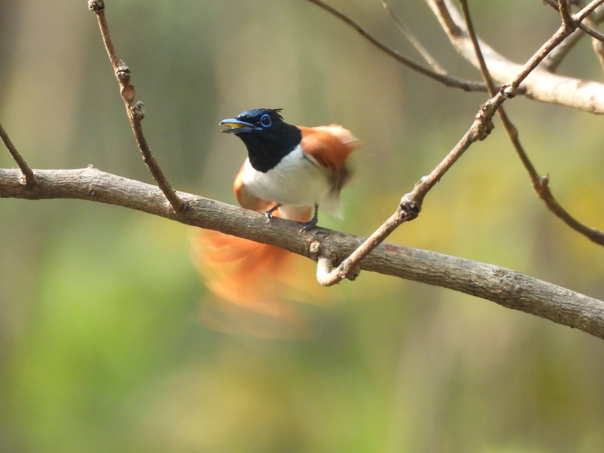 female Flycatcher in Bardiya