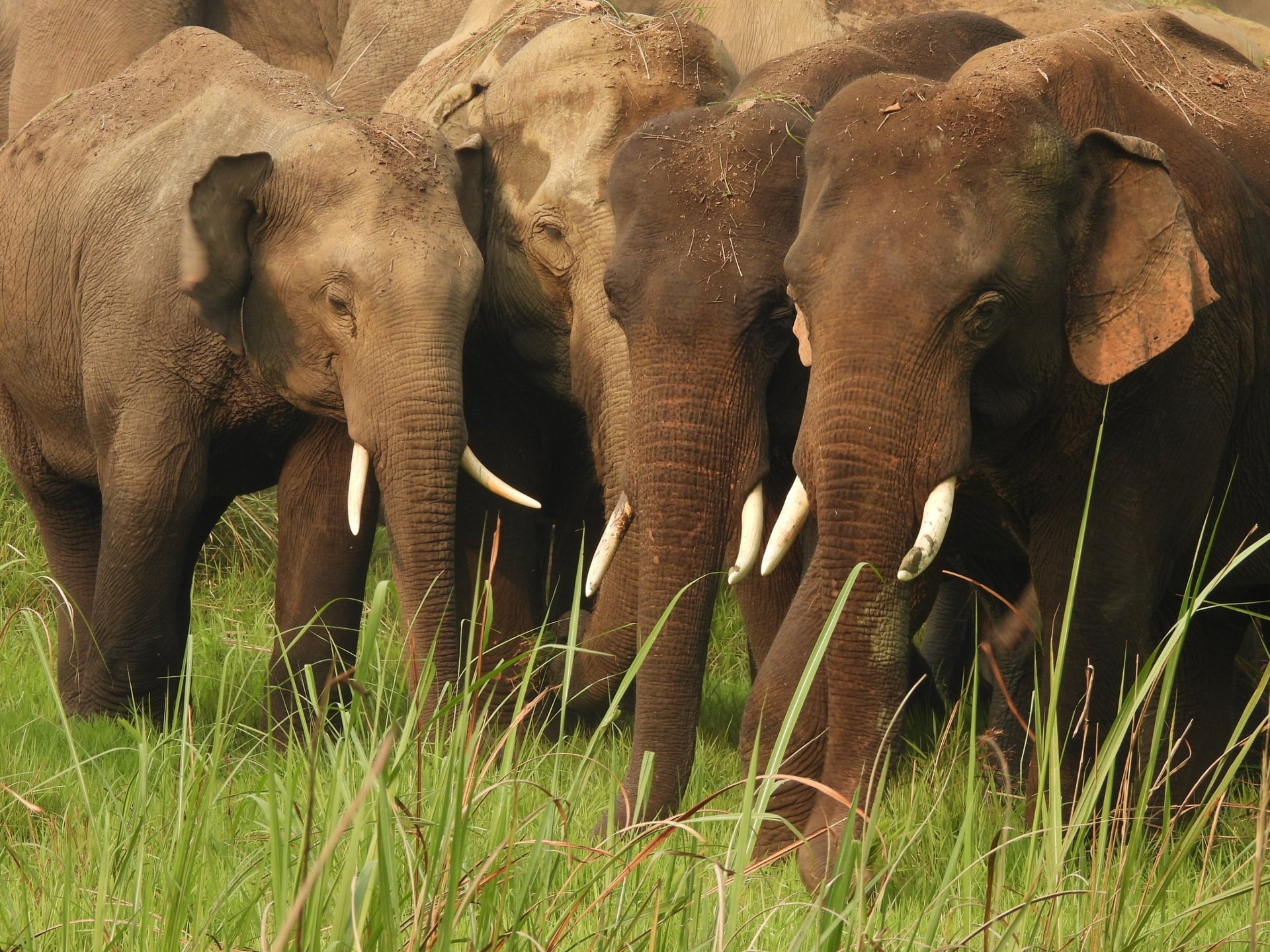 elephants in Bardiya national park