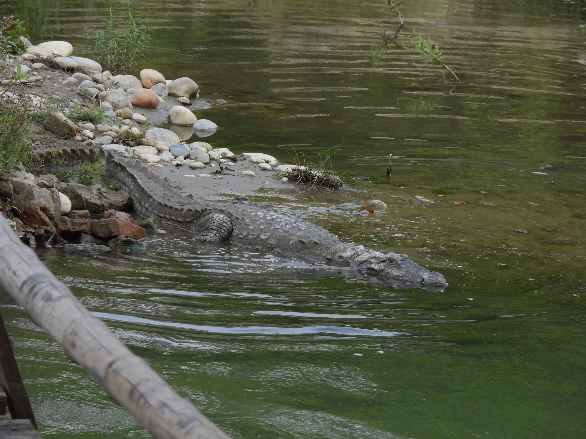crocodile in Bardiya