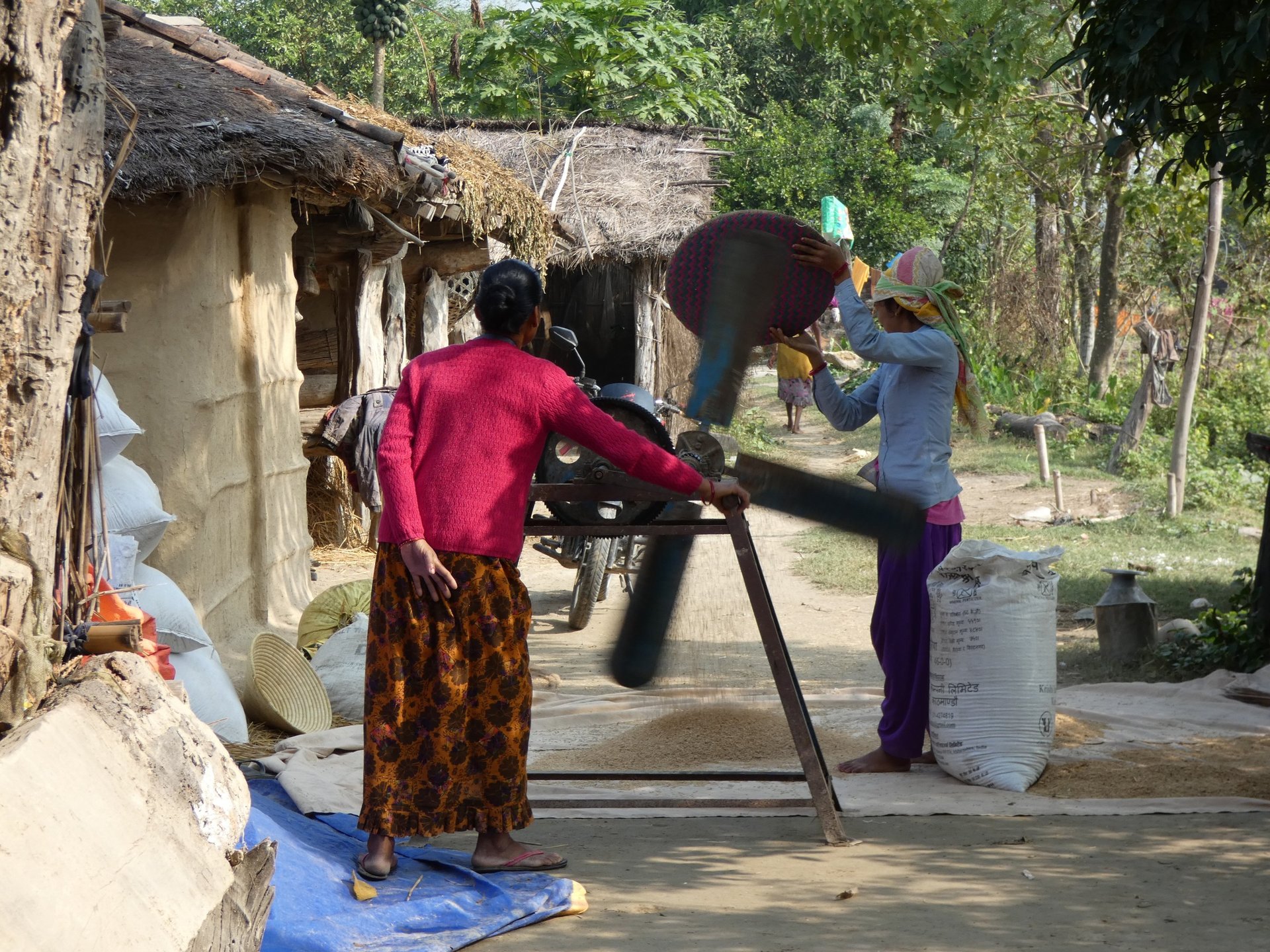 séparation au ventilateur des grains de riz à Thakudwara