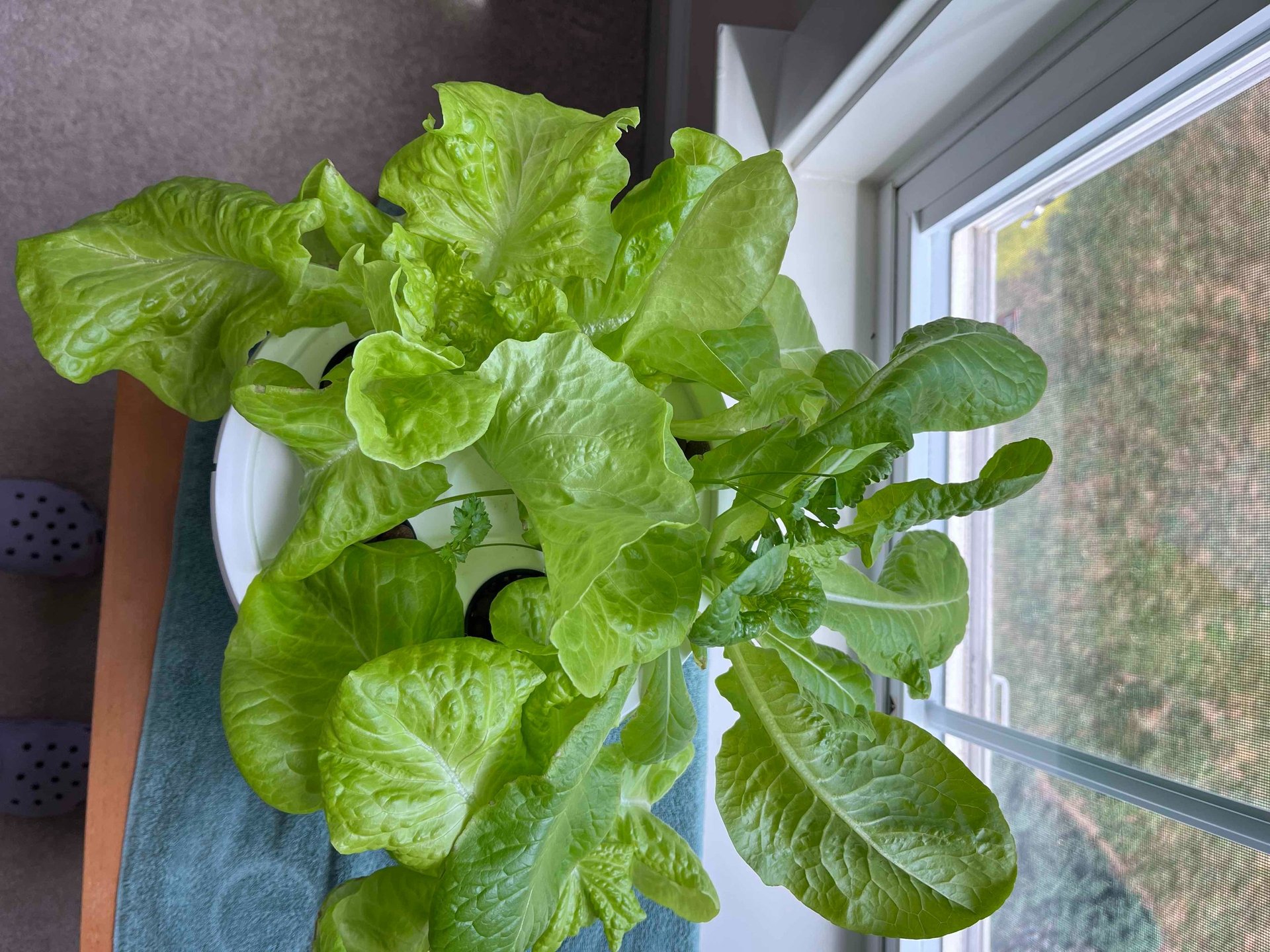 Lettuce growing in a hydroponic grow bucket near a window