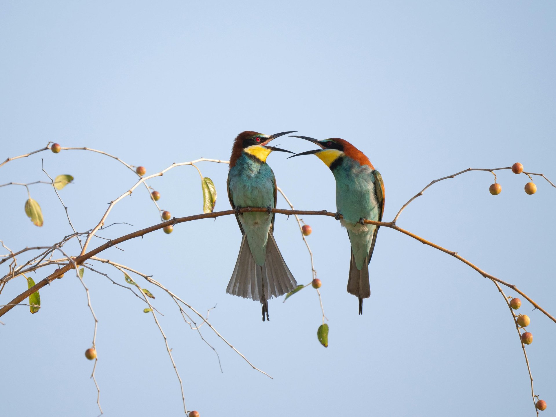 reingreso desde excedencia voluntaria en el Consejo de Estado