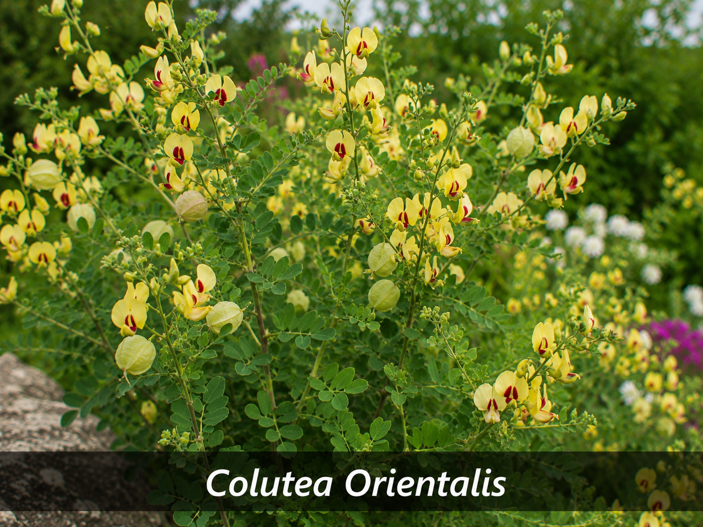 la plante Colutea Orientalis