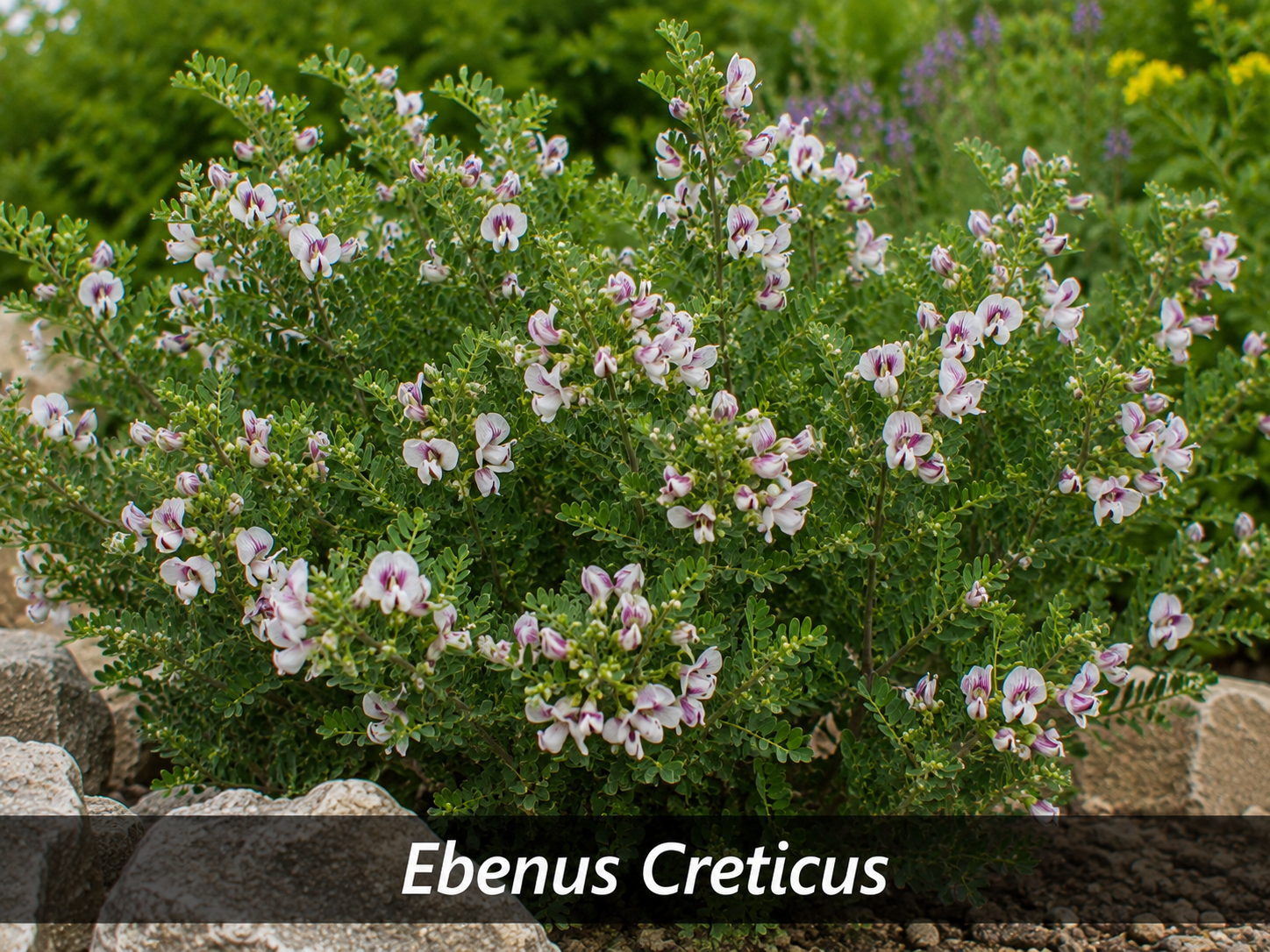La fleur de Ebenus Creticus