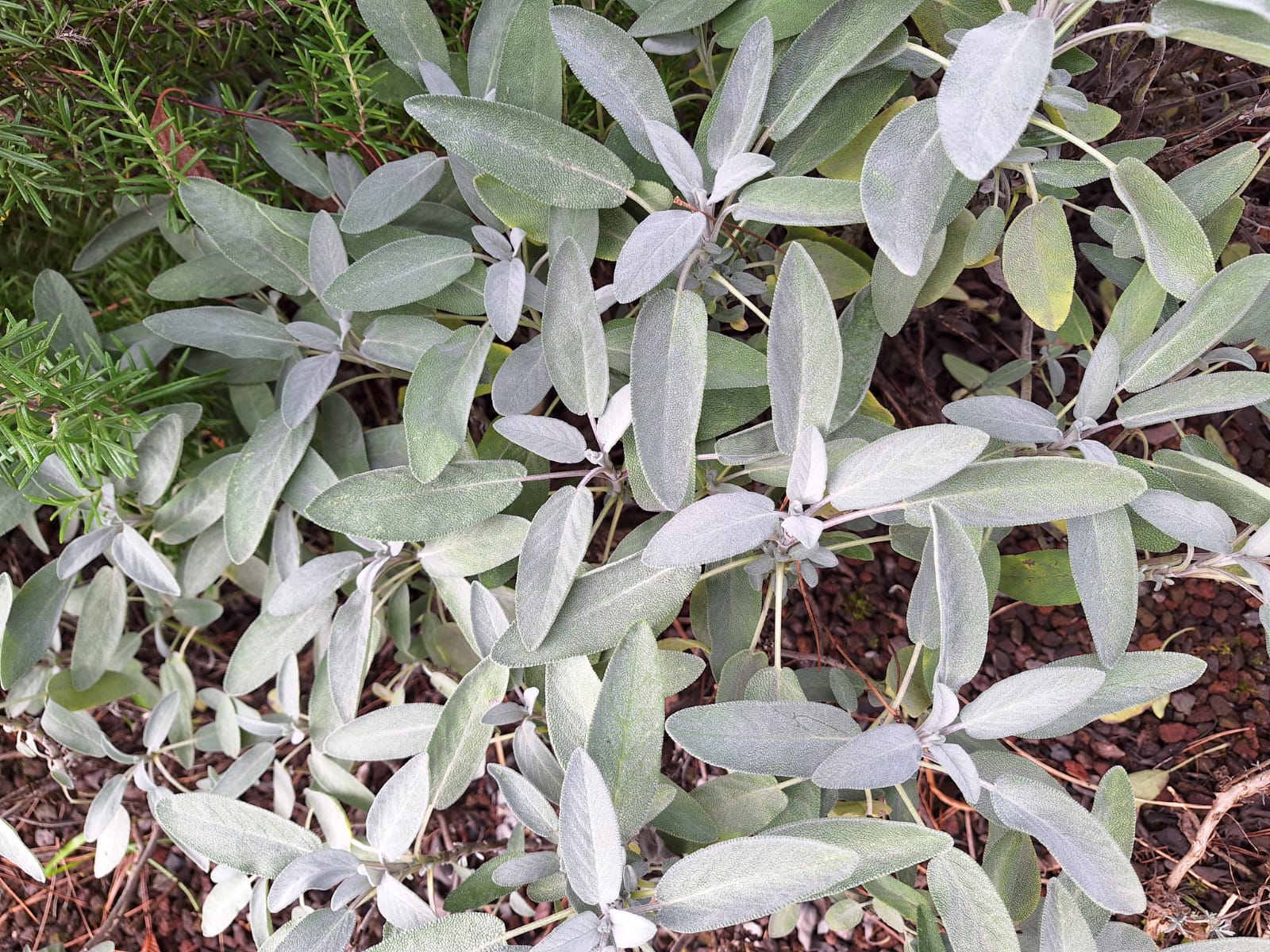 multiple Lamb's Ear Plants with soft leaves