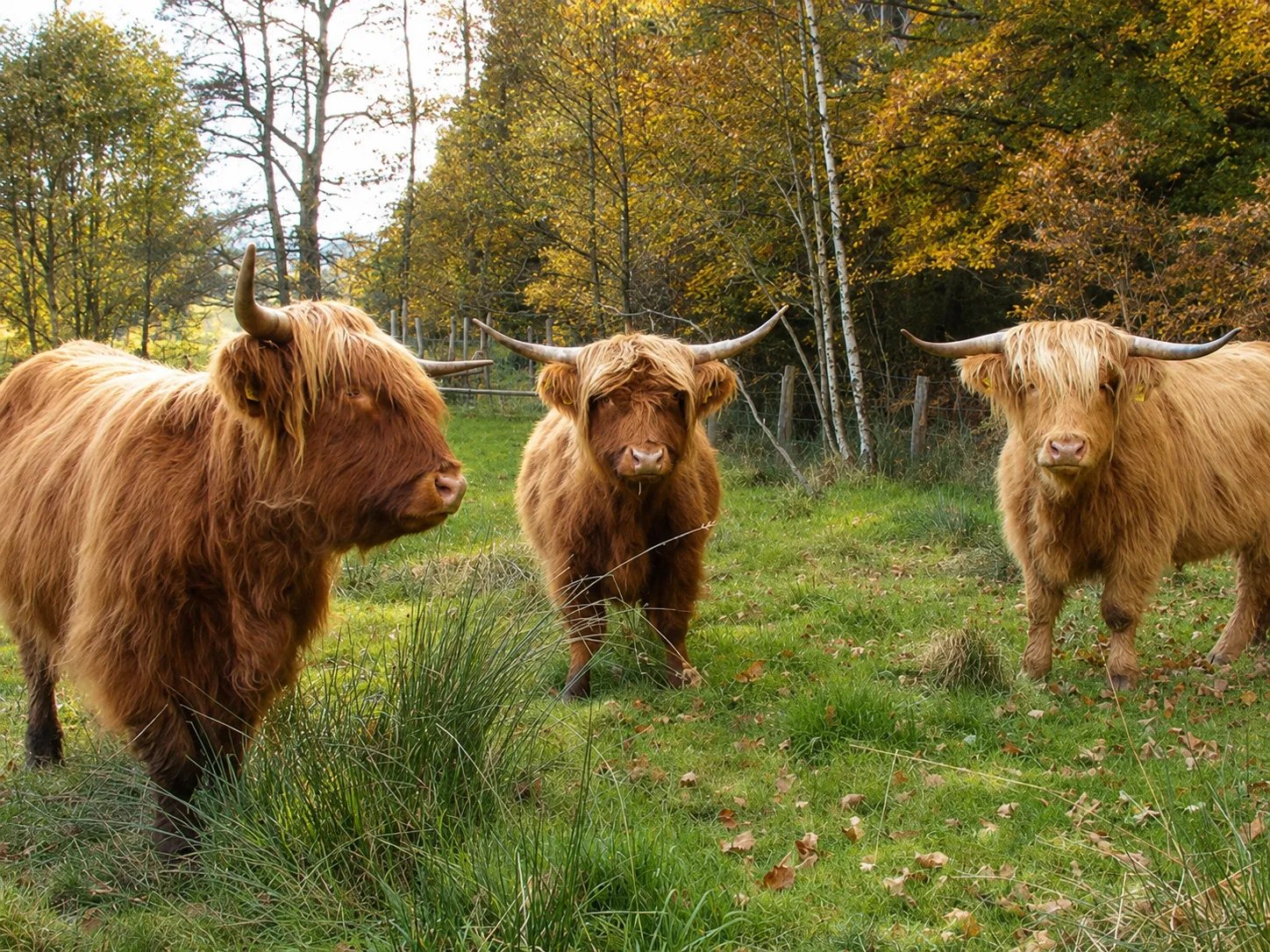 Troupeau de Highland Cattle en automne