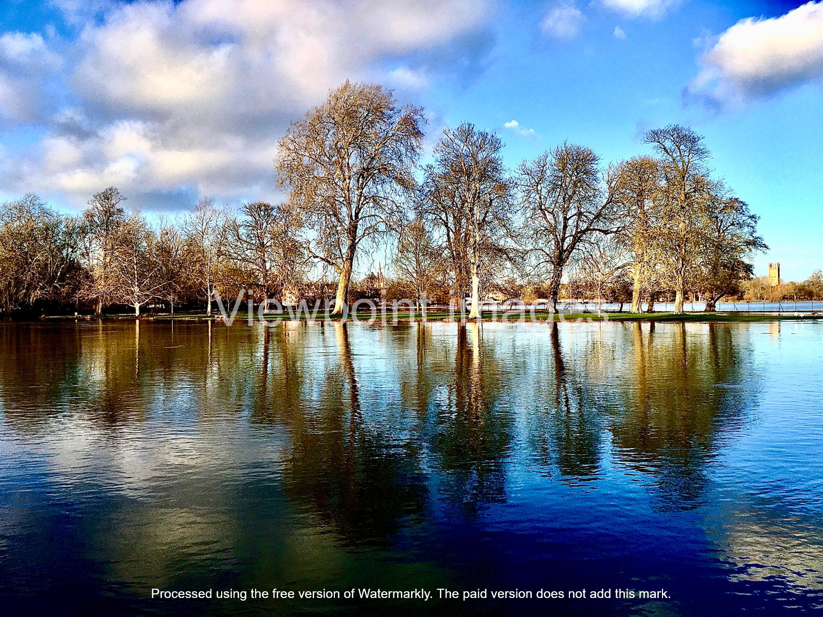 Tall leafless trees reflected in the calm blue water of a lake under a sunny sky with white clouds.