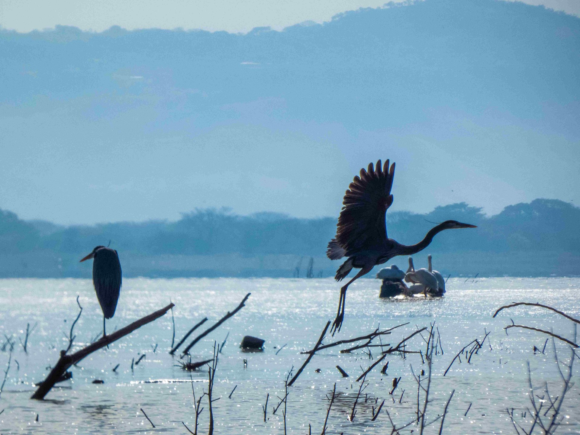 birdwatching tours guatemala- Great blue Heron in flight