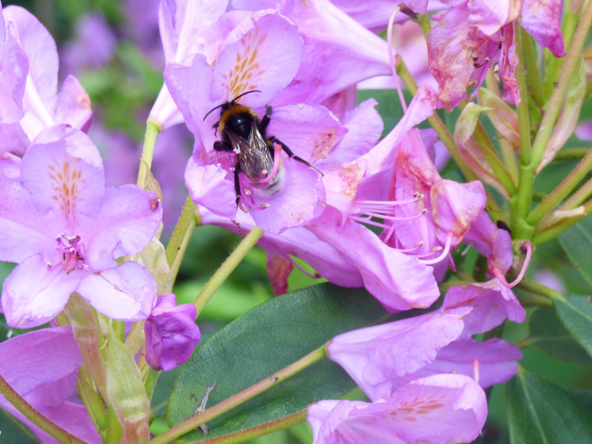 A bee upon a a flower in a naturlasitic planting design