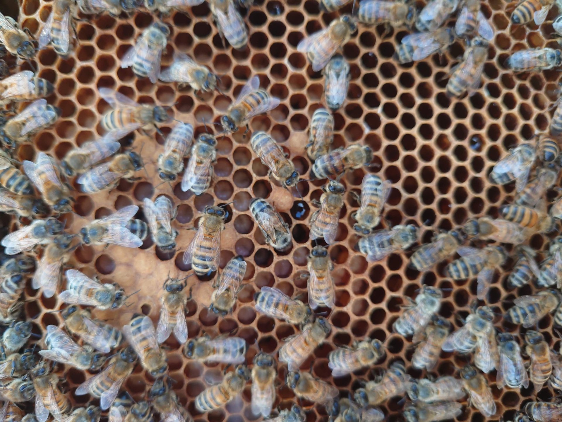 Apis cara medus kungiai