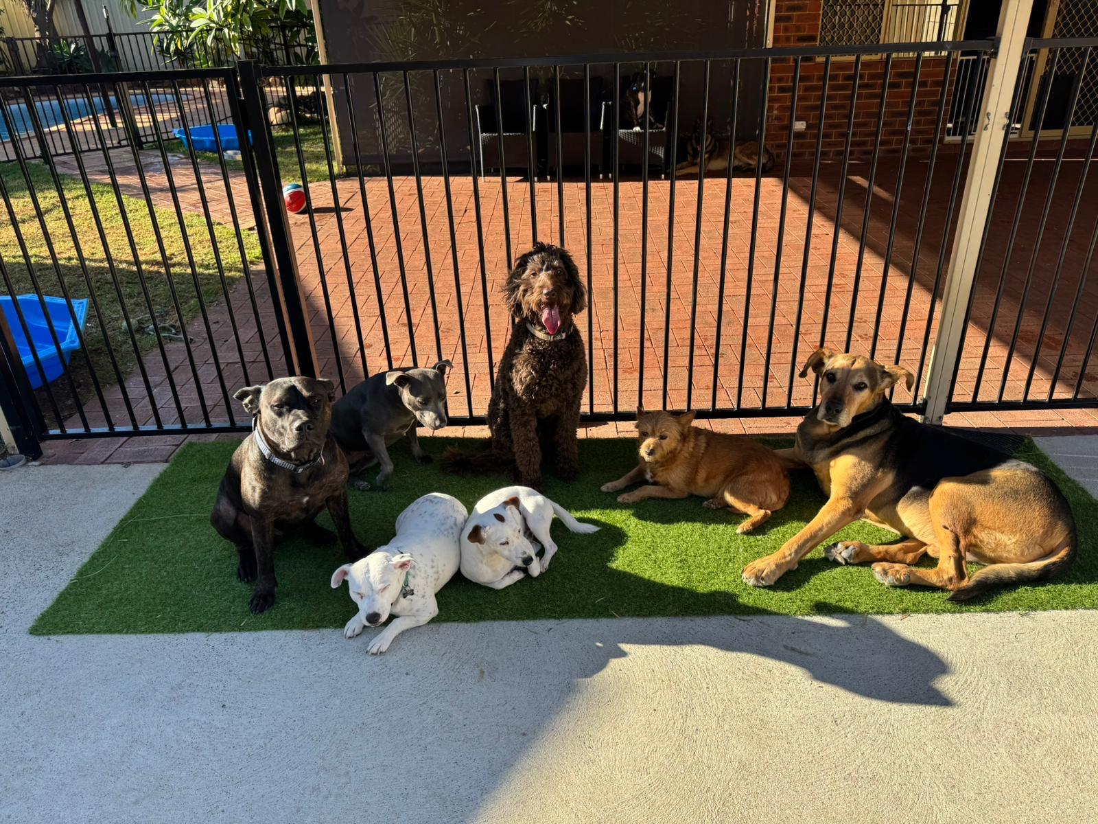 a group of dogs sitting in front of a gate