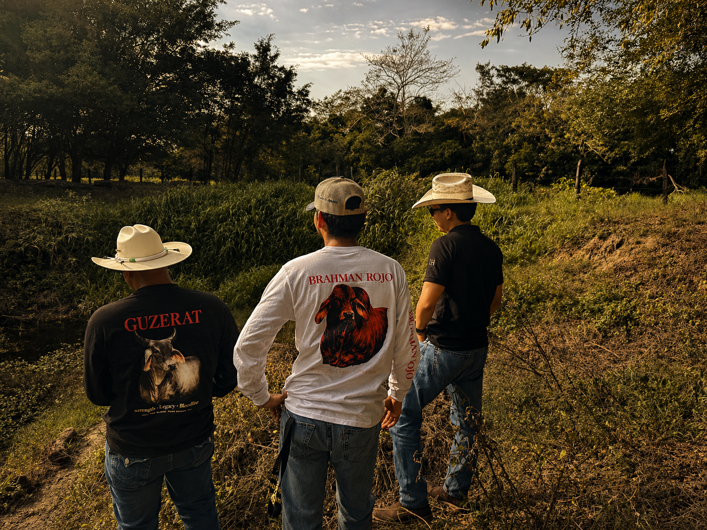 Playeras ganaderas Guzerat en el campo