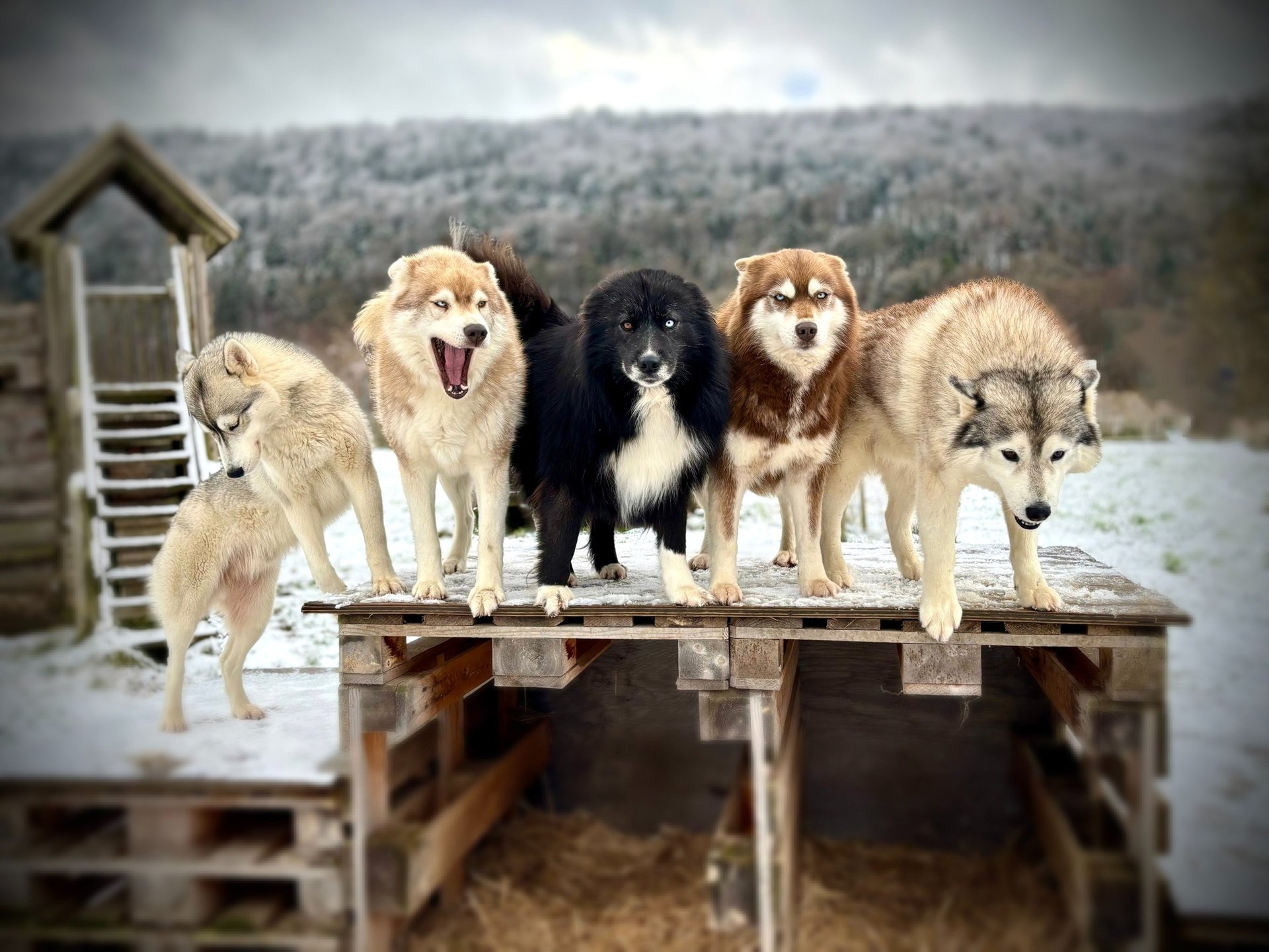 Husky-Erlebnisse, Husky-Ausfahrten, Husky-Trekkingtouren, Husky Abenteuer, Dietfurt, Bayern