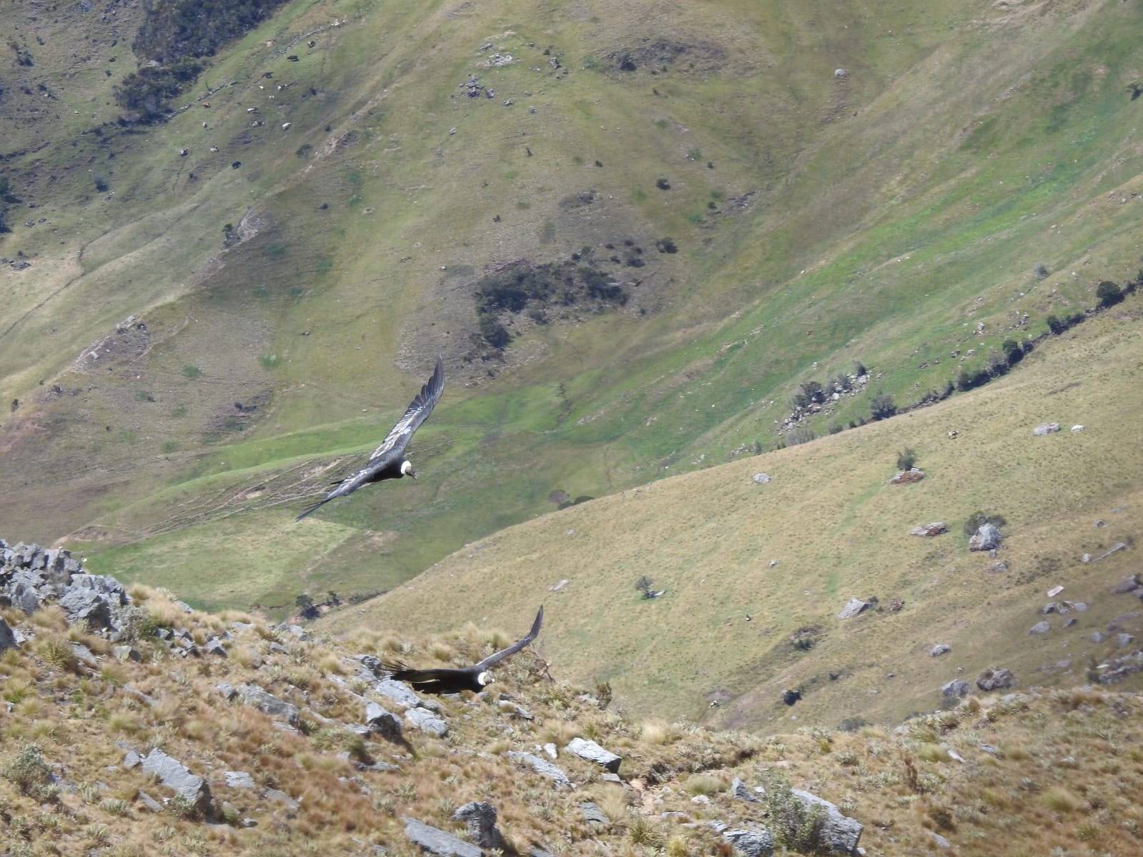 Two Andean condors flying over a vast green and rocky mountain valley in Colombia.