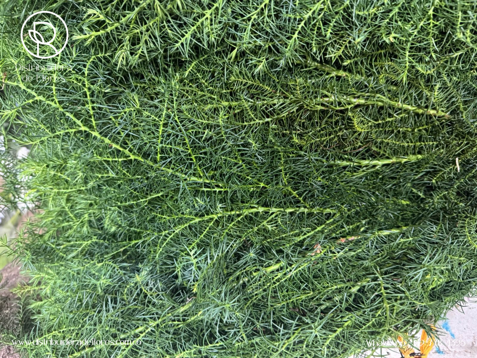 distribuidores de follaje