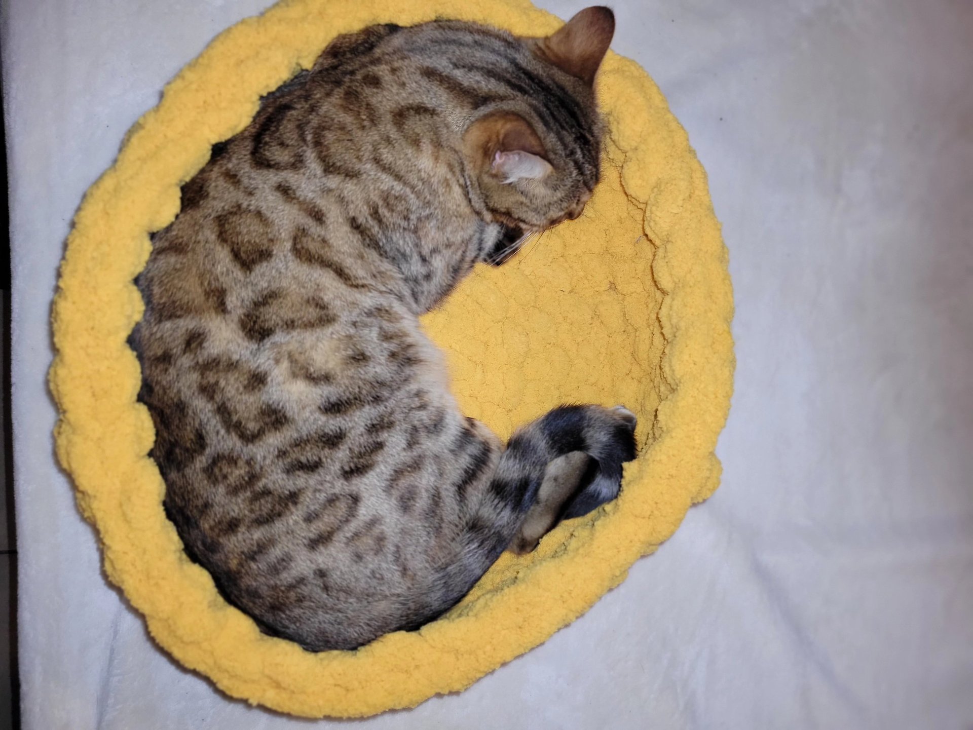 aalessa creations lit chat bengal main coon panier chat