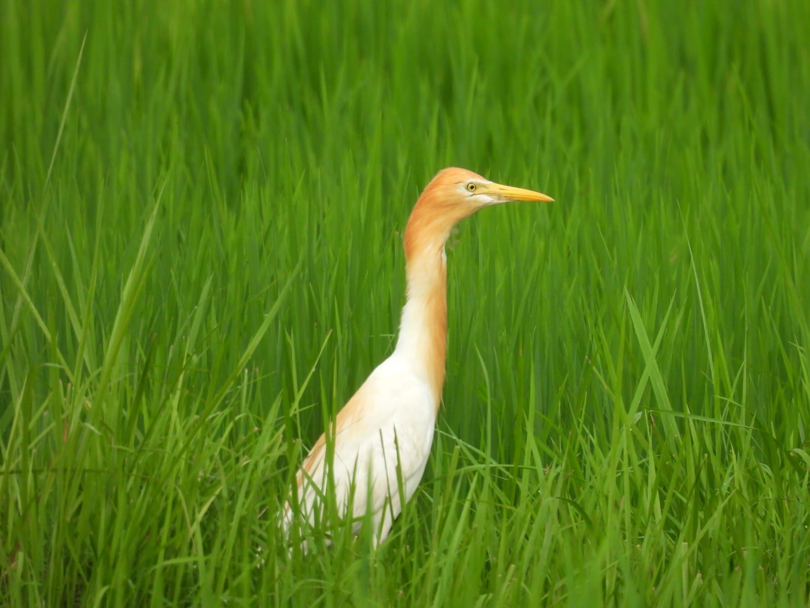 Aigrette dans un champs de riz